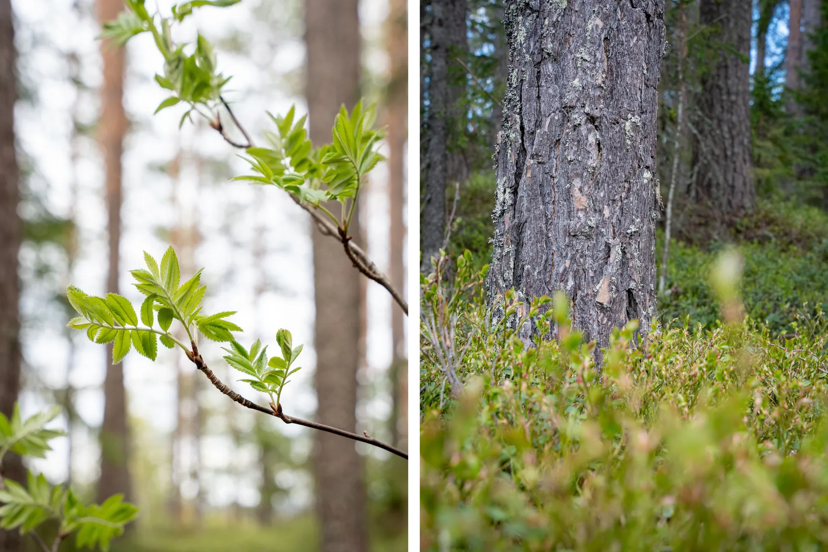 Gård/Skog, Hälledalsvägen 48, Ramvik, Härnösand