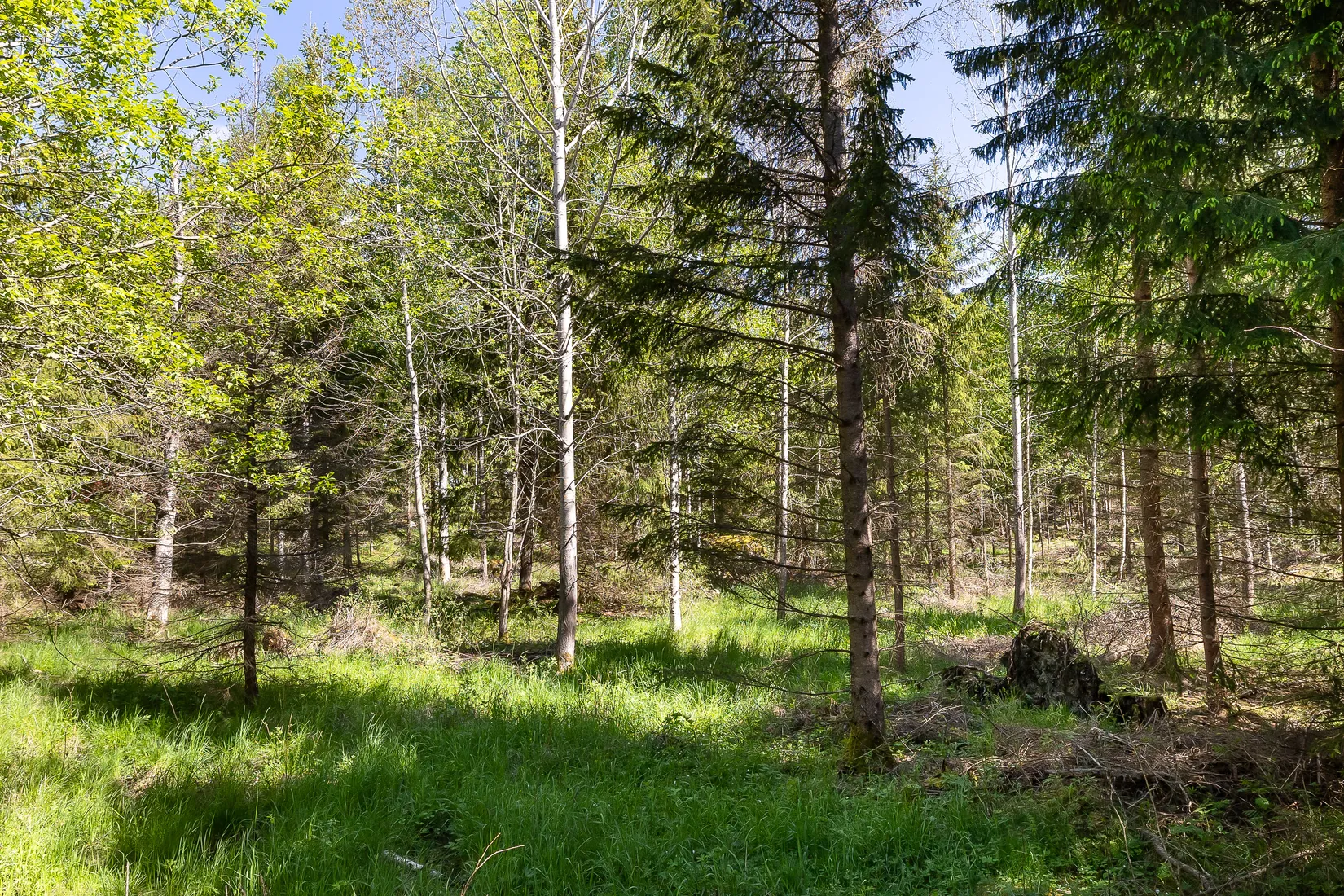 Gård/Skog, Näsbybacka 132, Frövi, Lindesberg