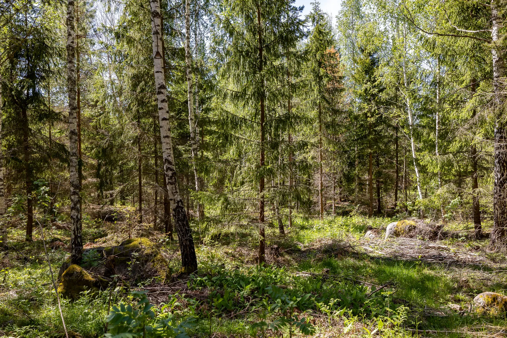 Gård/Skog, Näsbybacka 132, Frövi, Lindesberg