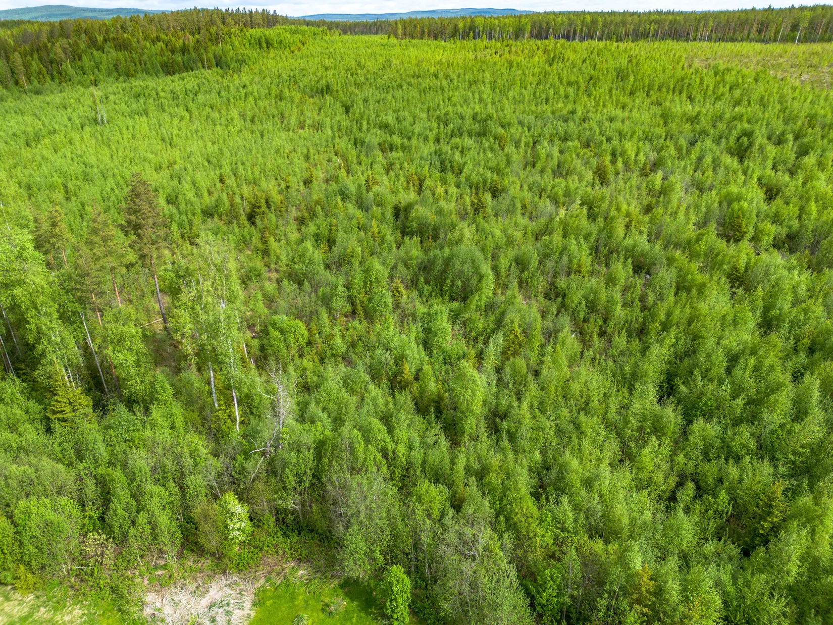 Gård/Skog, Fanby 107, Sollefteå