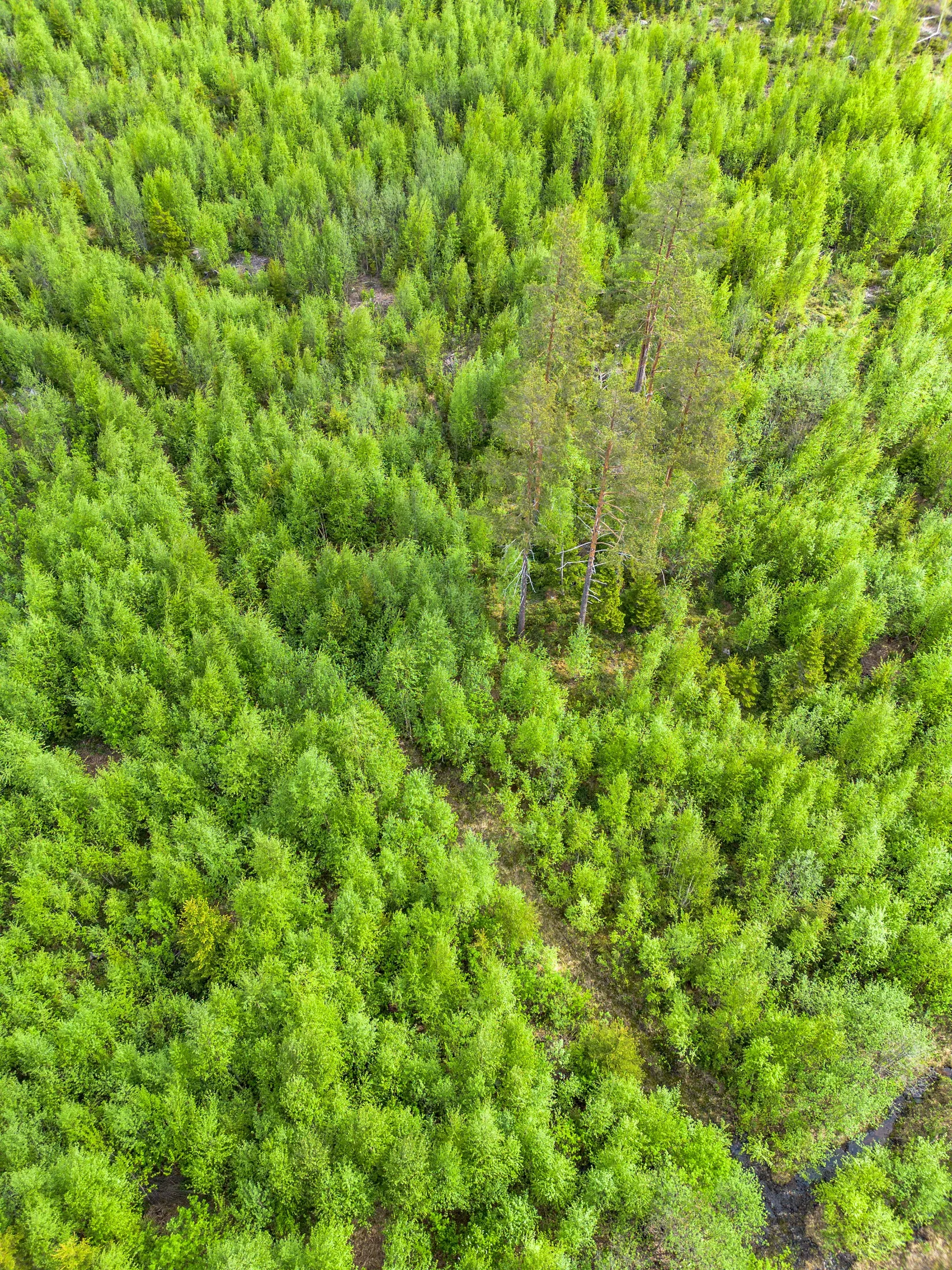 Gård/Skog, Fanby 107, Sollefteå