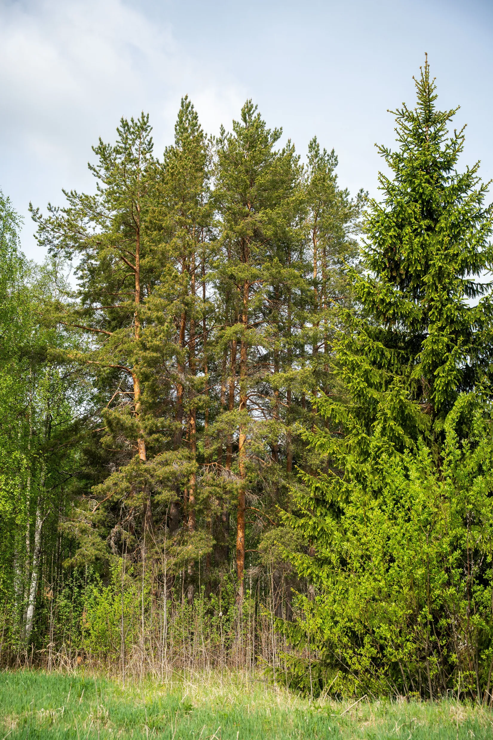 Gård/Skog, Fanby 107, Sollefteå
