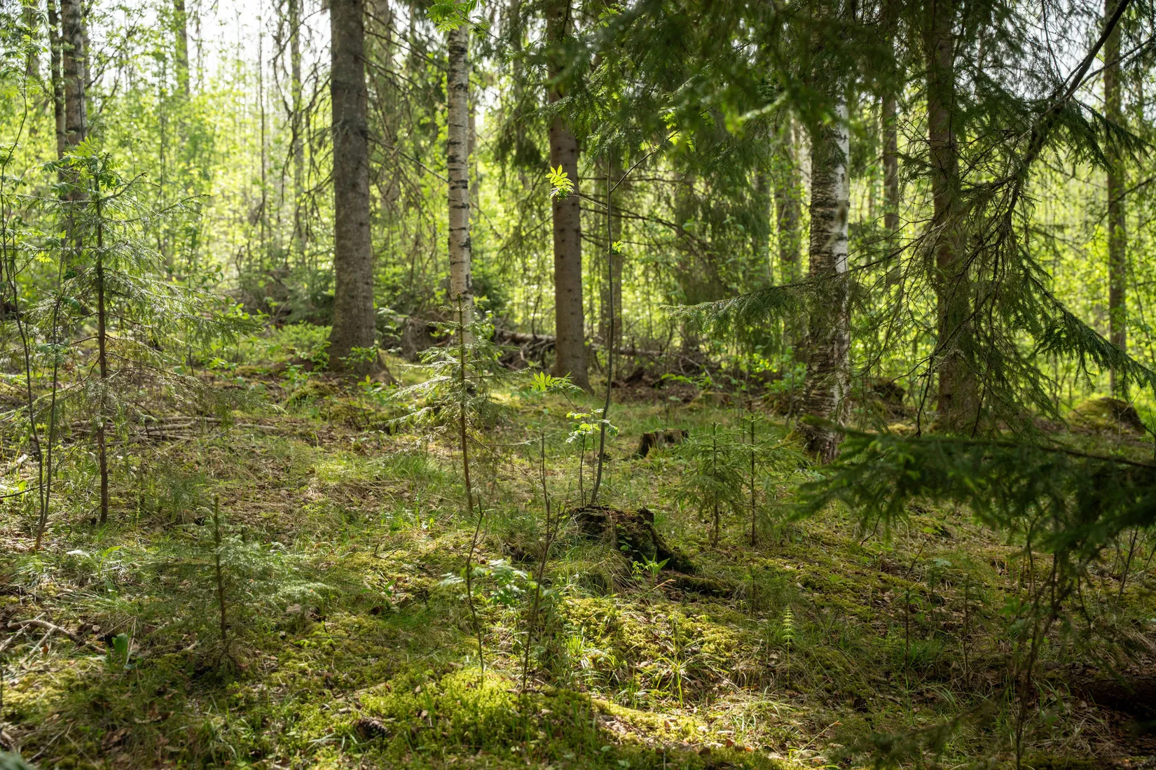 Gård/Skog, Fanby 107, Sollefteå