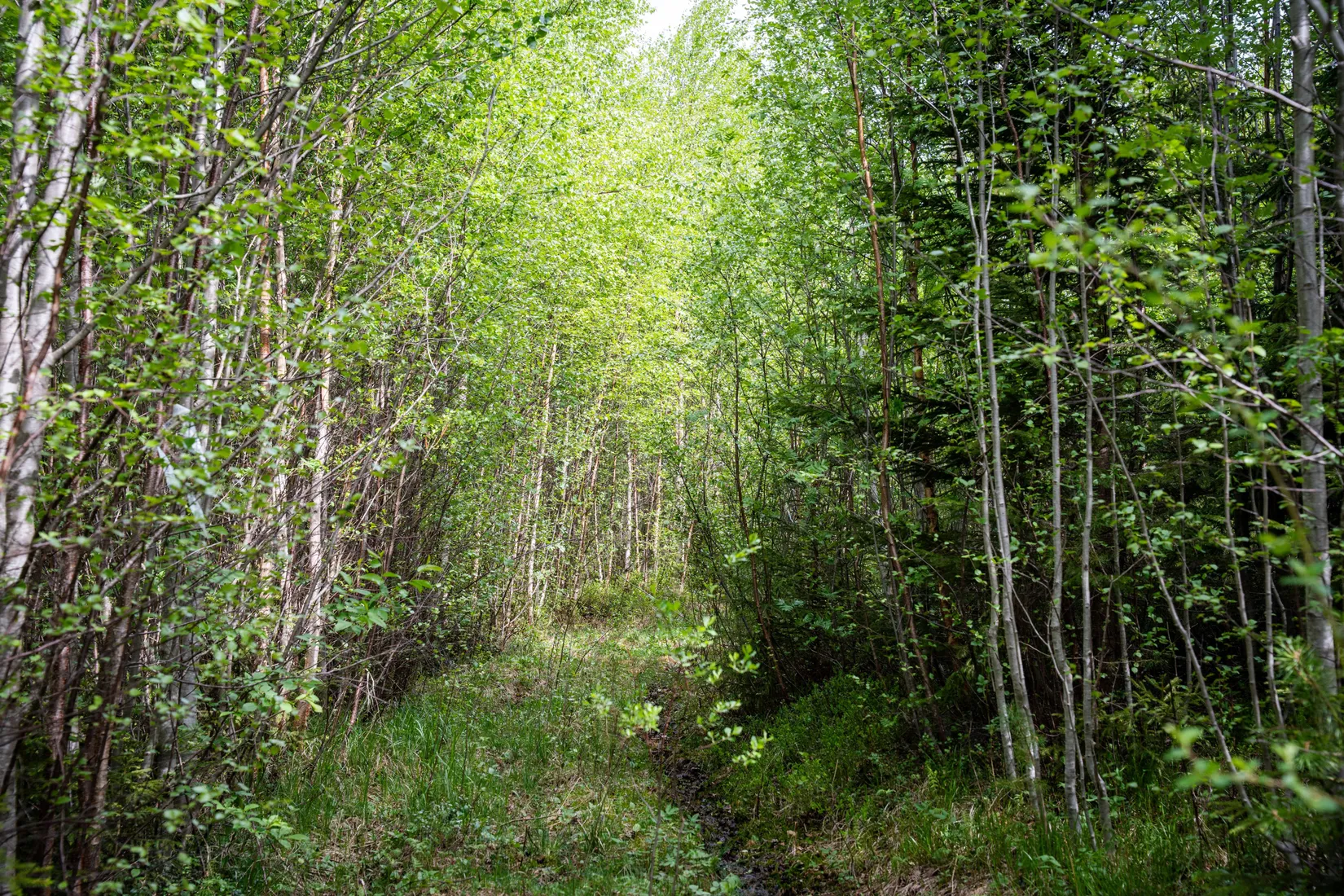 Gård/Skog, Fanby 107, Sollefteå