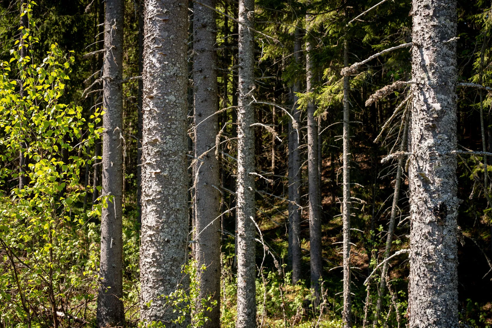 Gård/Skog, Främmerbilla 223, Själevad, Örnsköldsvik