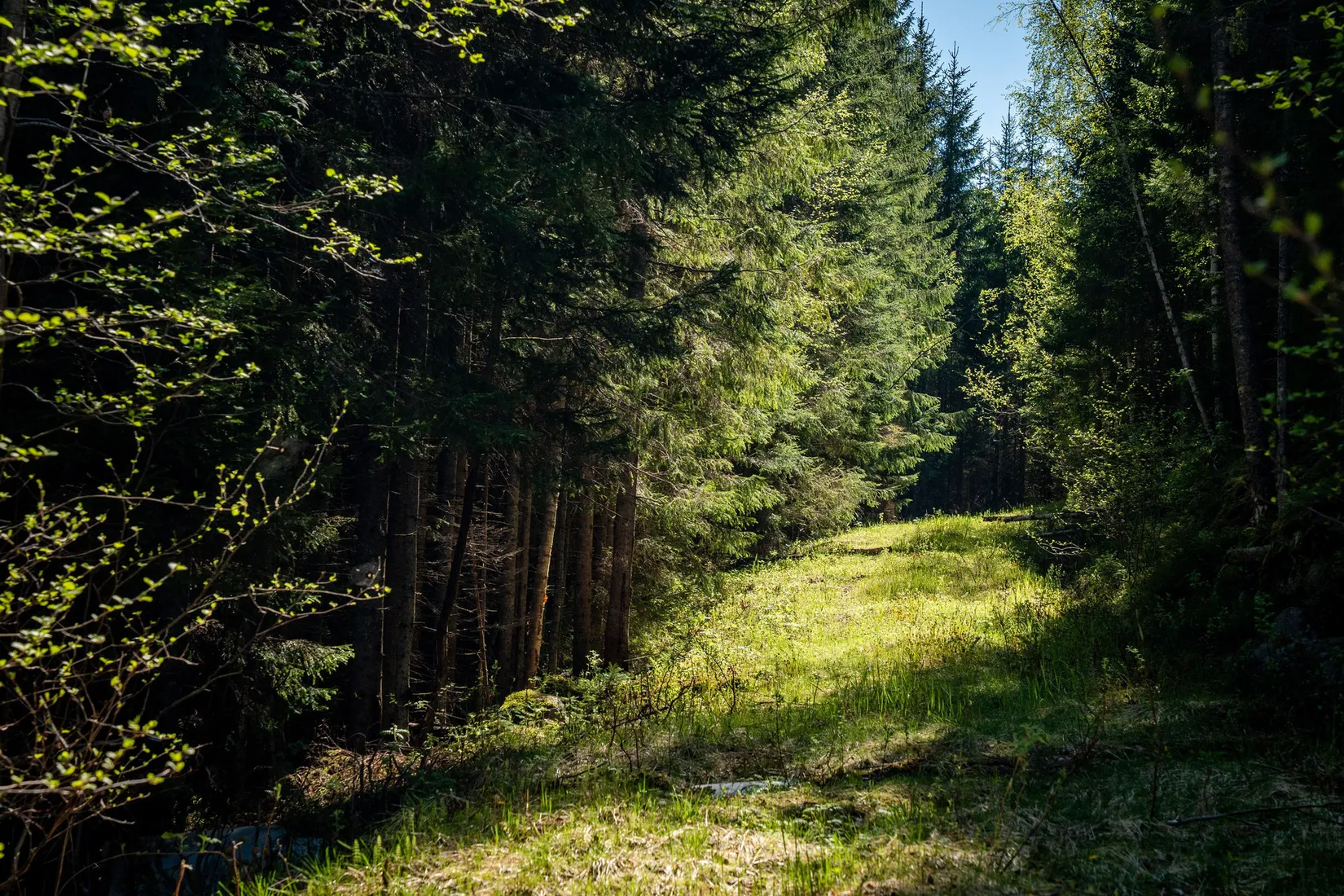Gård/Skog, Främmerbilla 223, Själevad, Örnsköldsvik