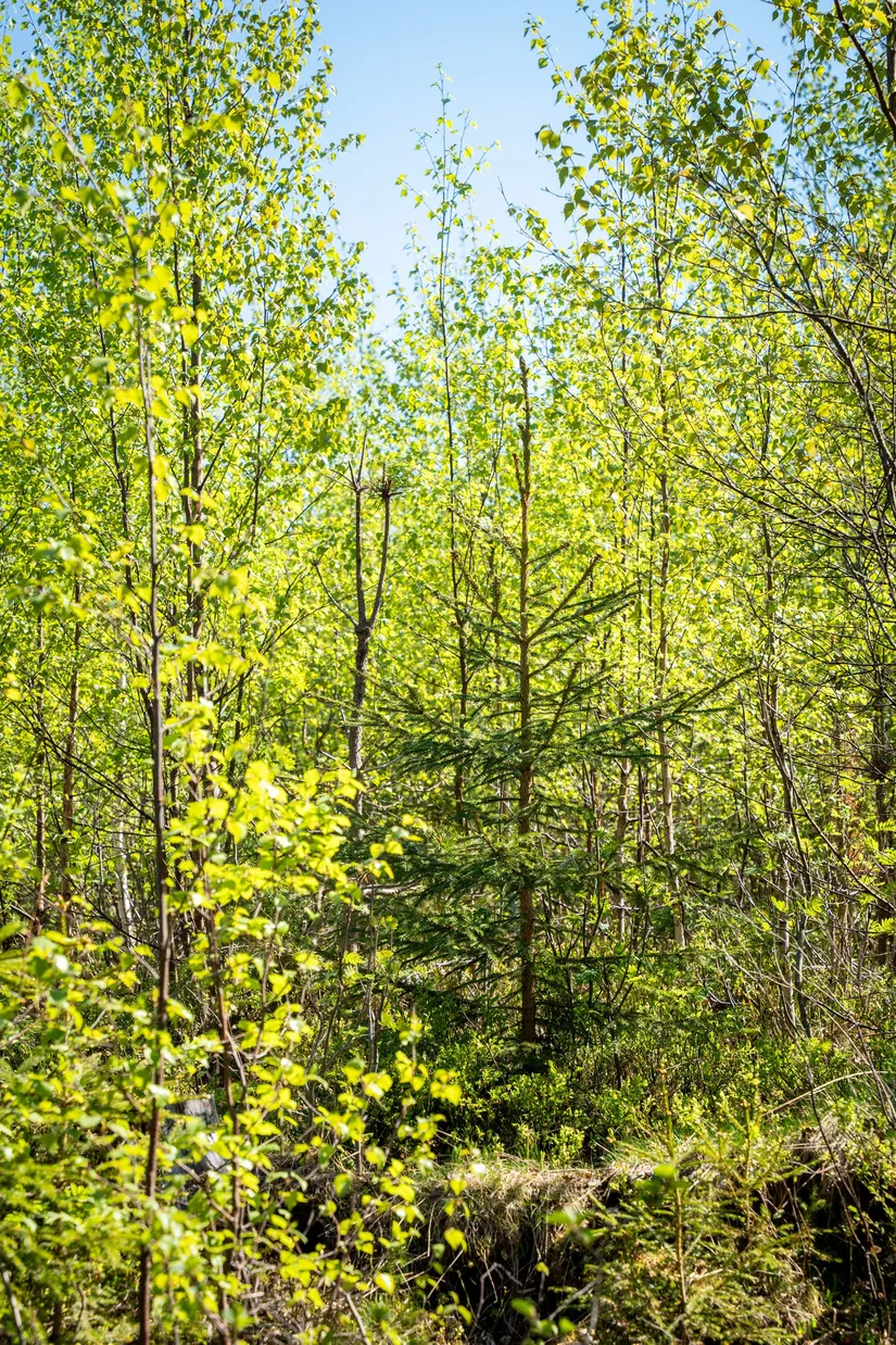 Gård/Skog, Främmerbilla 223, Själevad, Örnsköldsvik