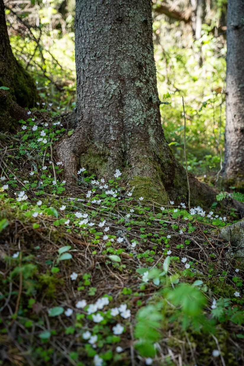 Gård/Skog, Främmerbilla 223, Själevad, Örnsköldsvik