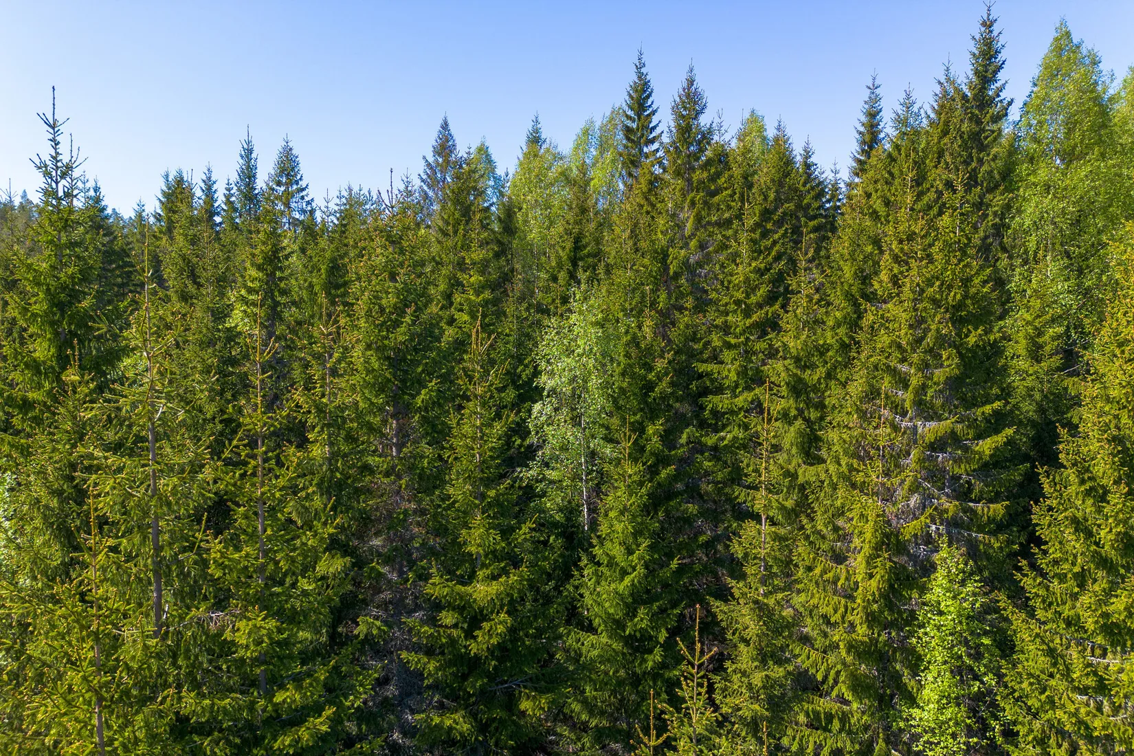 Gård/Skog, Främmerbilla 223, Själevad, Örnsköldsvik