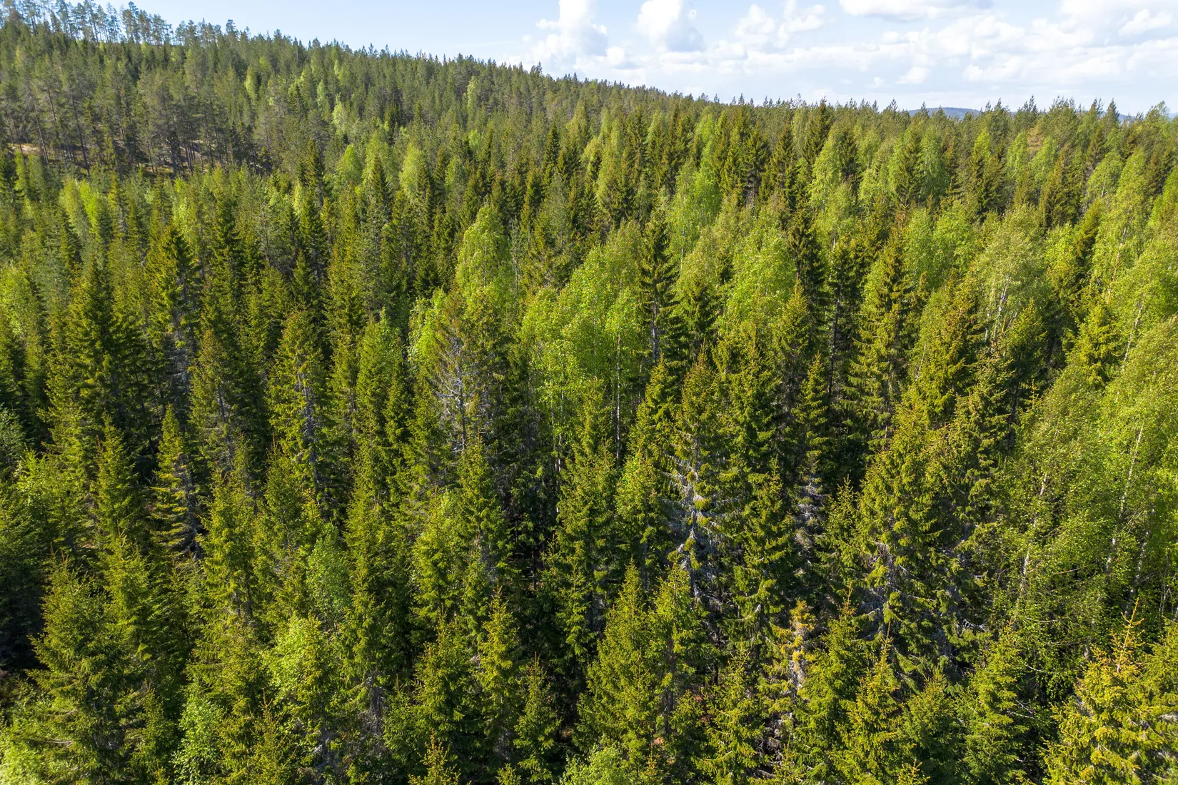 Gård/Skog, Främmerbilla 223, Själevad, Örnsköldsvik