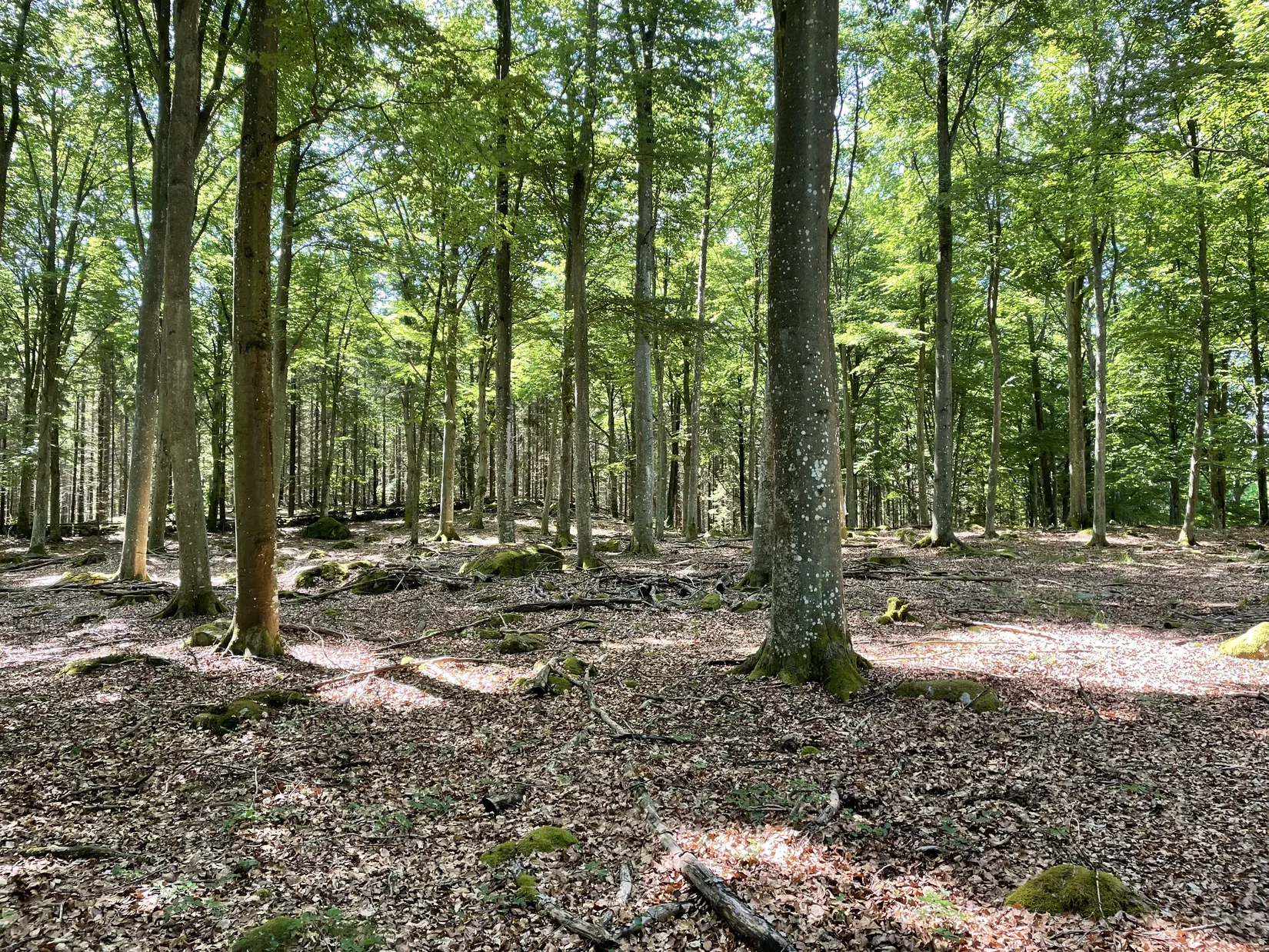 Gård/Skog, KARLSHAMN TORARP 1:6 OCH TORARP 1:8, Torarp, Karlshamn