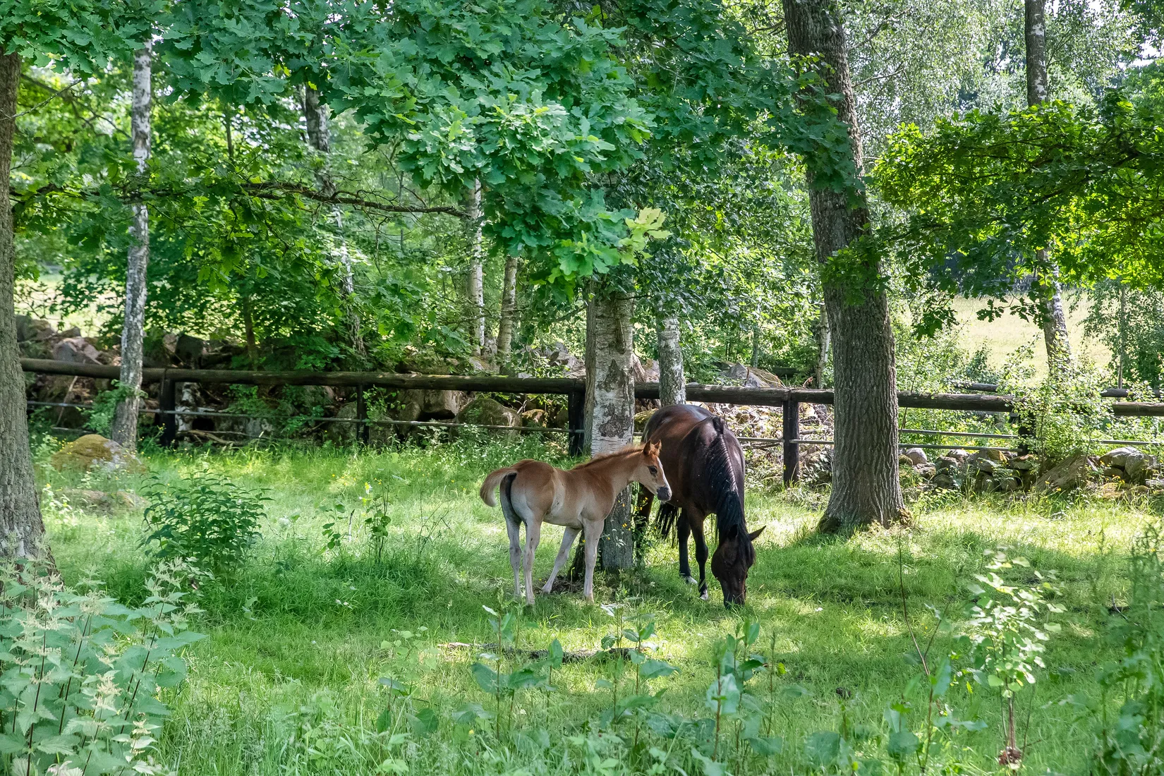 Gård/Skog, KARLSHAMN TORARP 1:6 OCH TORARP 1:8, Torarp, Karlshamn