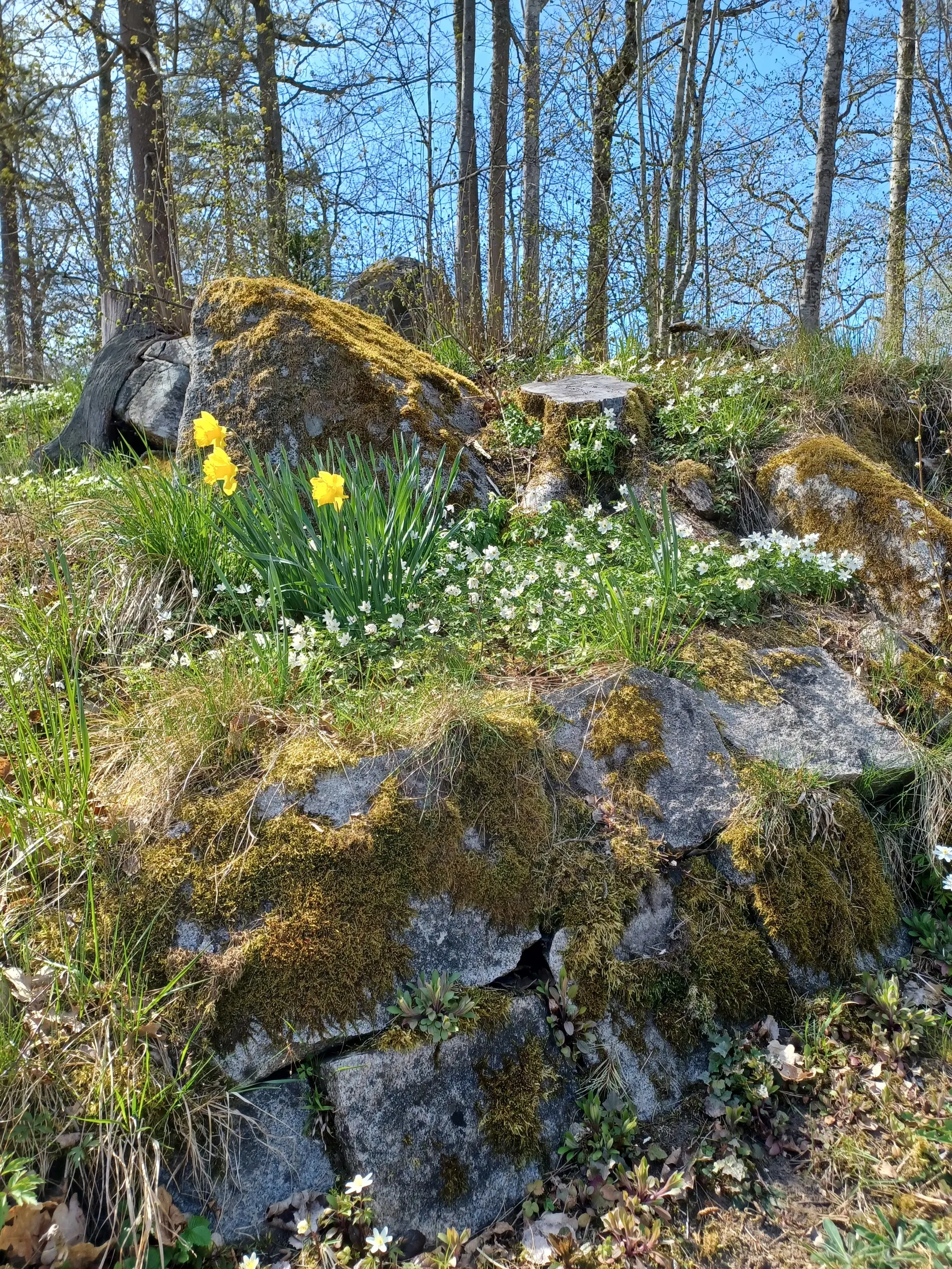 Villa, Adams väg 11, Glimåkra, Östra Göinge