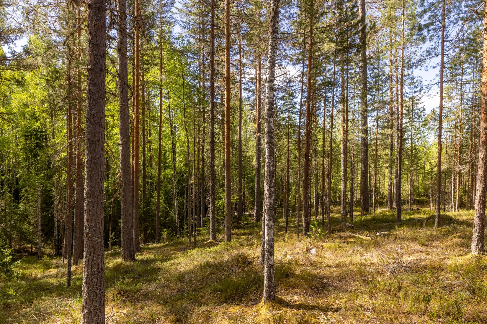 Fritidshus, Norra Säxen 1, Kättbo, Mora