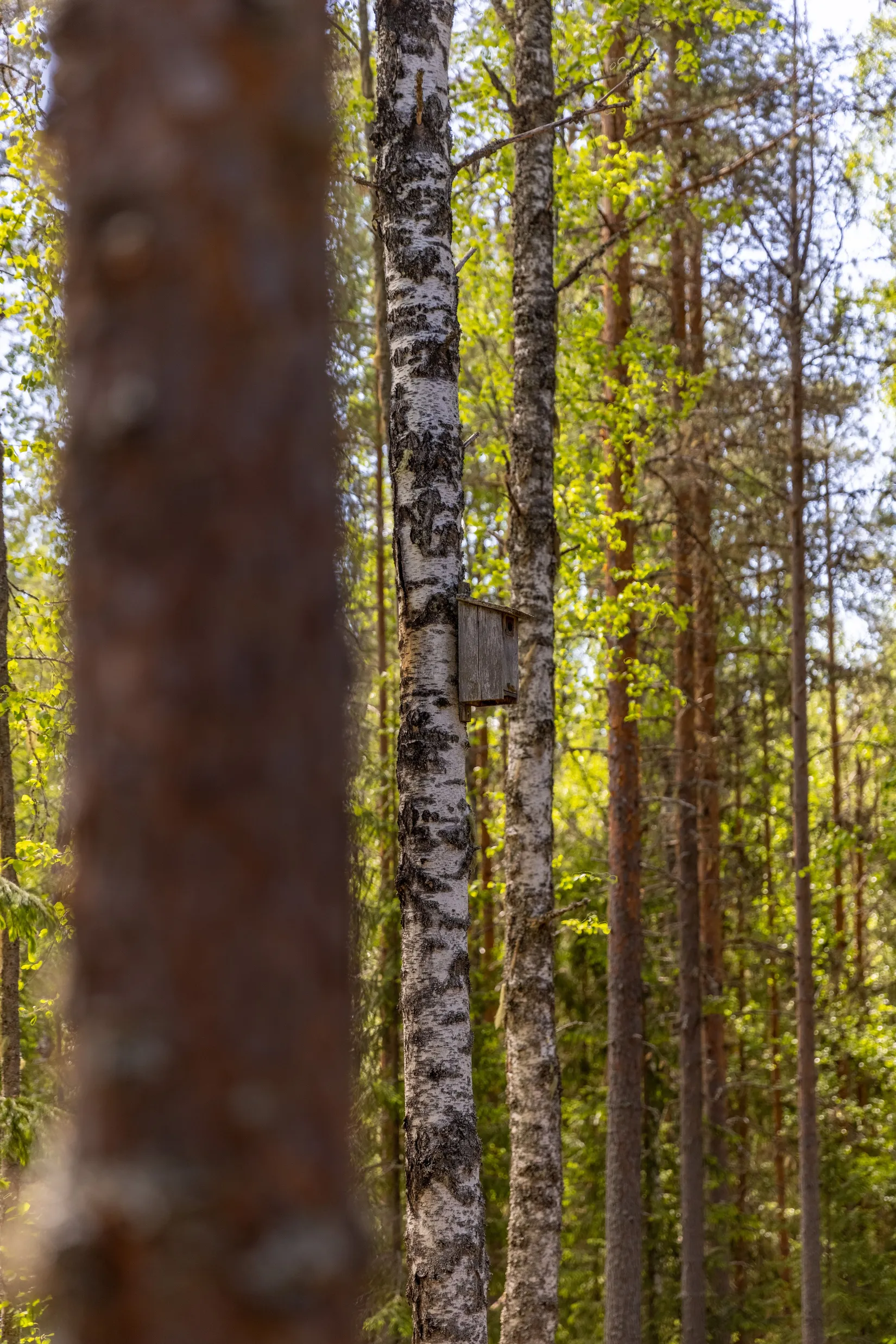Fritidshus, Norra Säxen 1, Kättbo, Mora