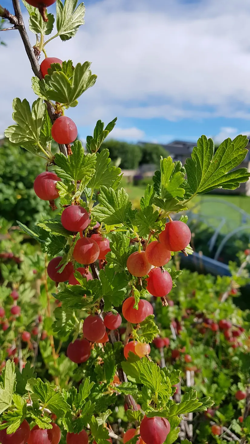 Fritidshus, Rosengången G2, Östersund