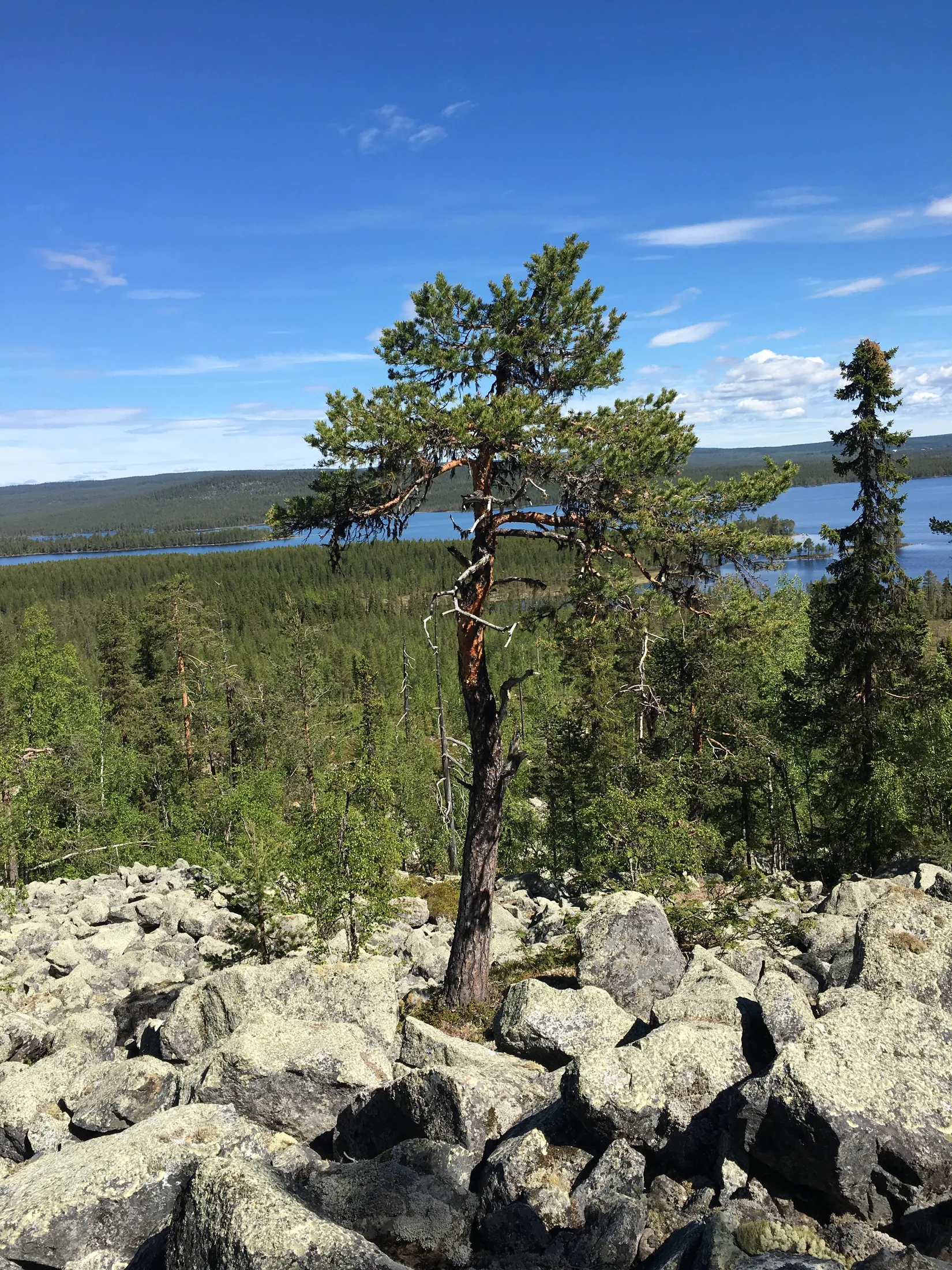Gård/Skog, Sördal 112, Storuman