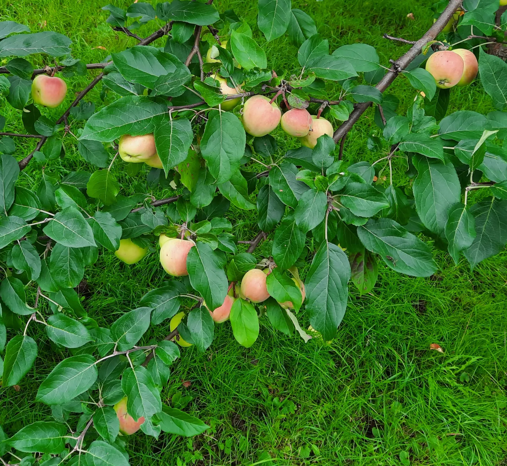 Fritidshus, Sävastnäs 14A, Sävastnäs, Boden