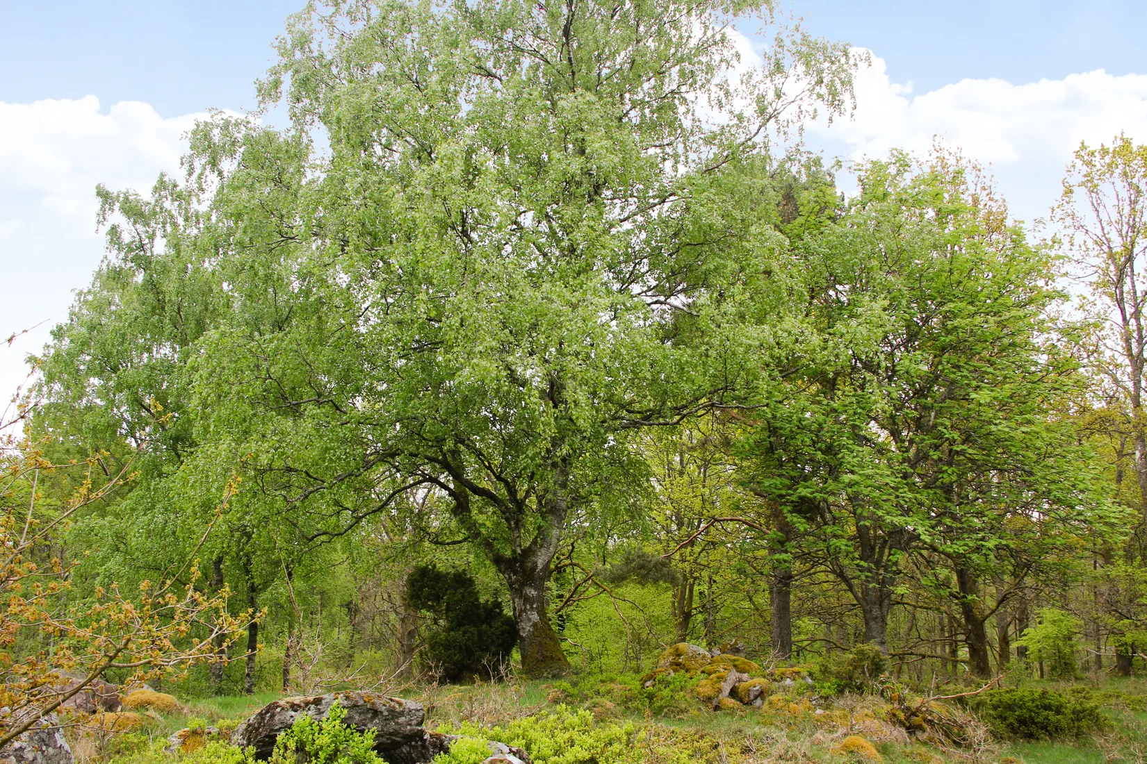 Gård/Skog, Torastorpsvägen 240, Linderöd, Kristianstad