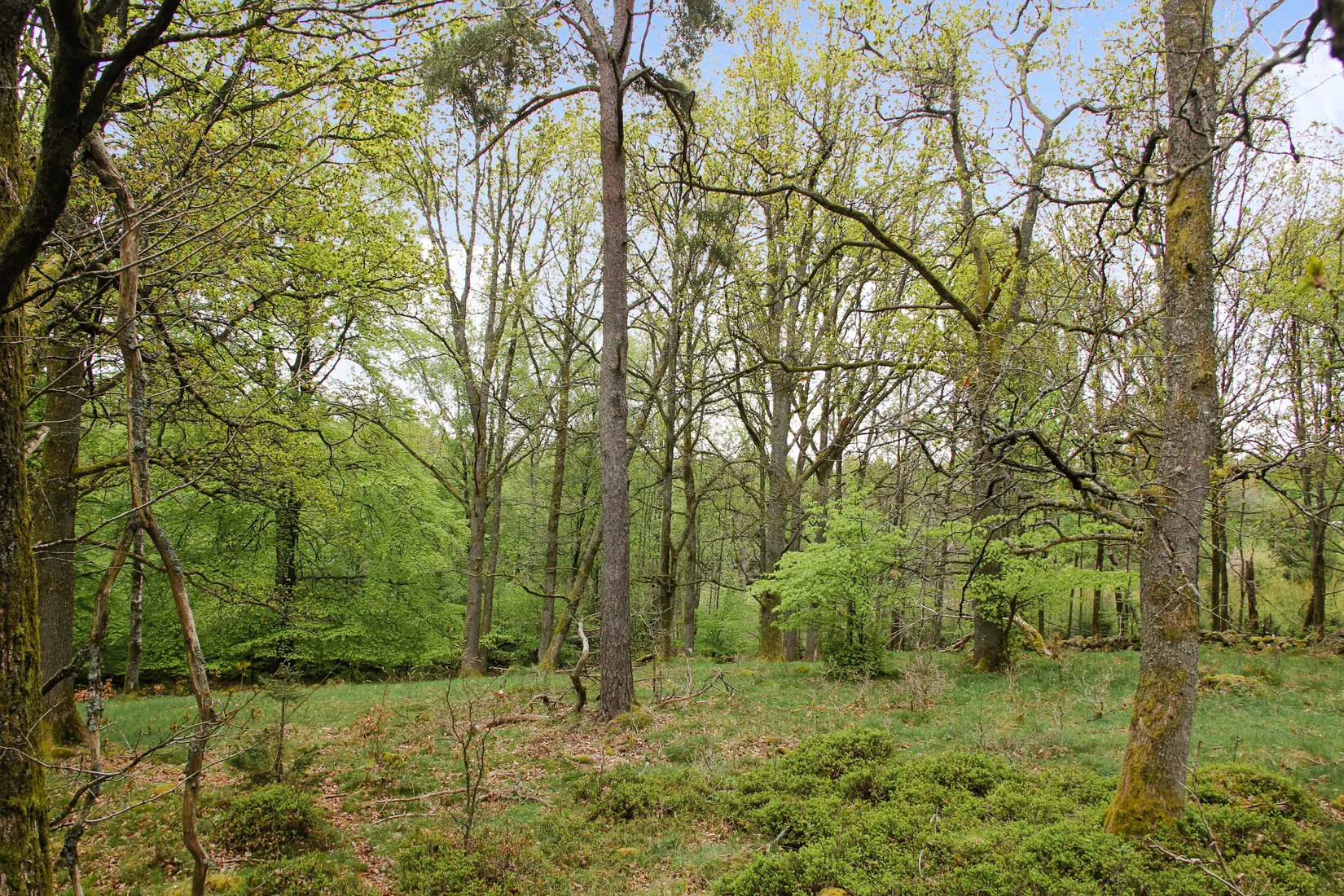 Gård/Skog, Torastorpsvägen 240, Linderöd, Kristianstad