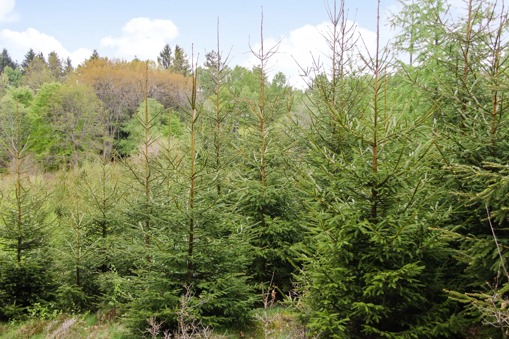 Gård/Skog, Torastorpsvägen 240, Linderöd, Kristianstad