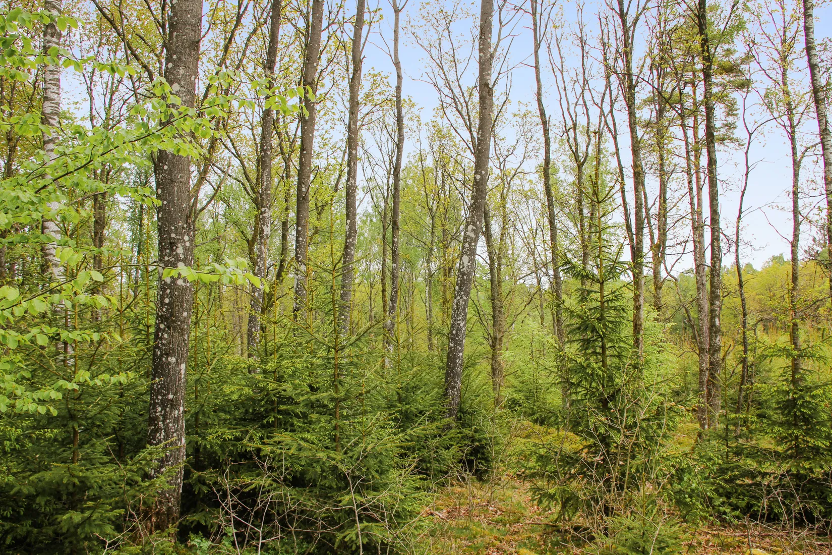 Gård/Skog, Torastorpsvägen 240, Linderöd, Kristianstad
