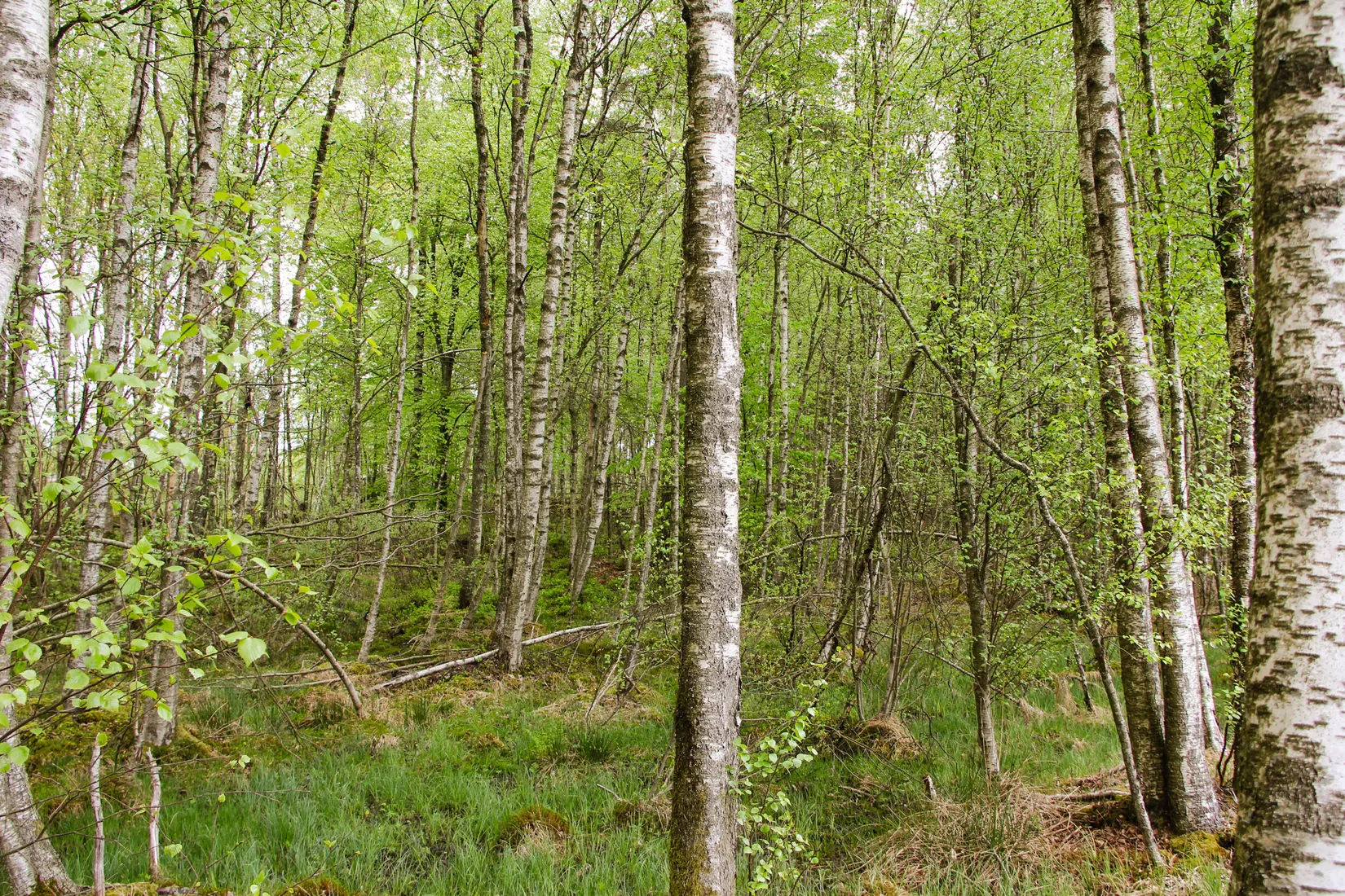 Gård/Skog, Torastorpsvägen 240, Linderöd, Kristianstad