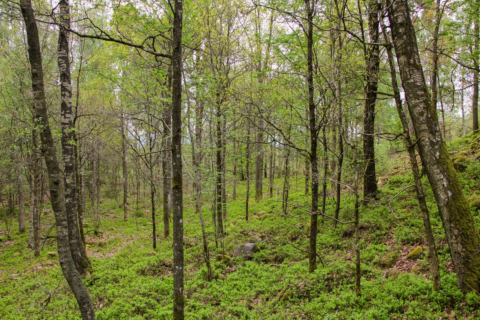 Gård/Skog, Torastorpsvägen 240, Linderöd, Kristianstad