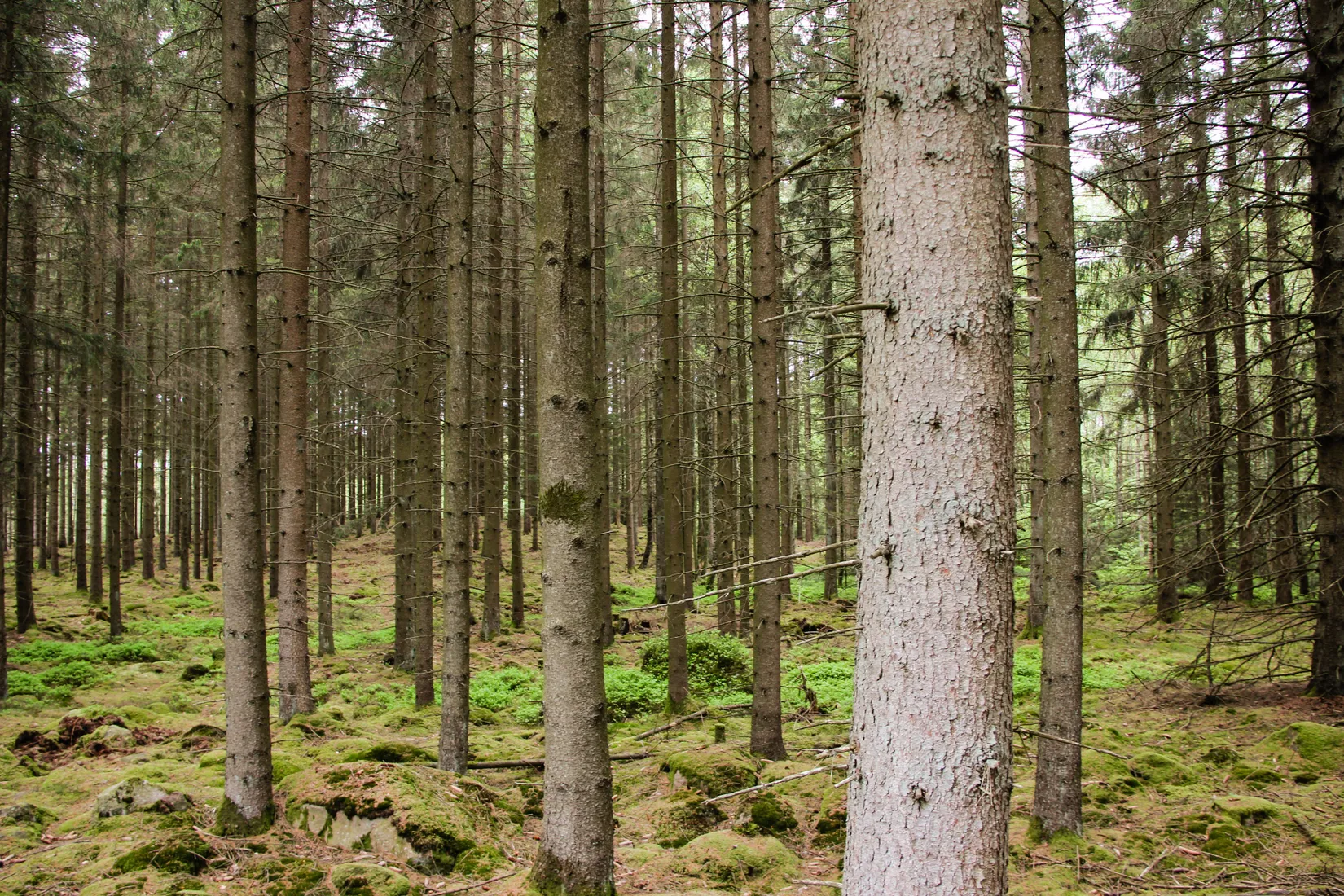 Gård/Skog, Torastorpsvägen 240, Linderöd, Kristianstad