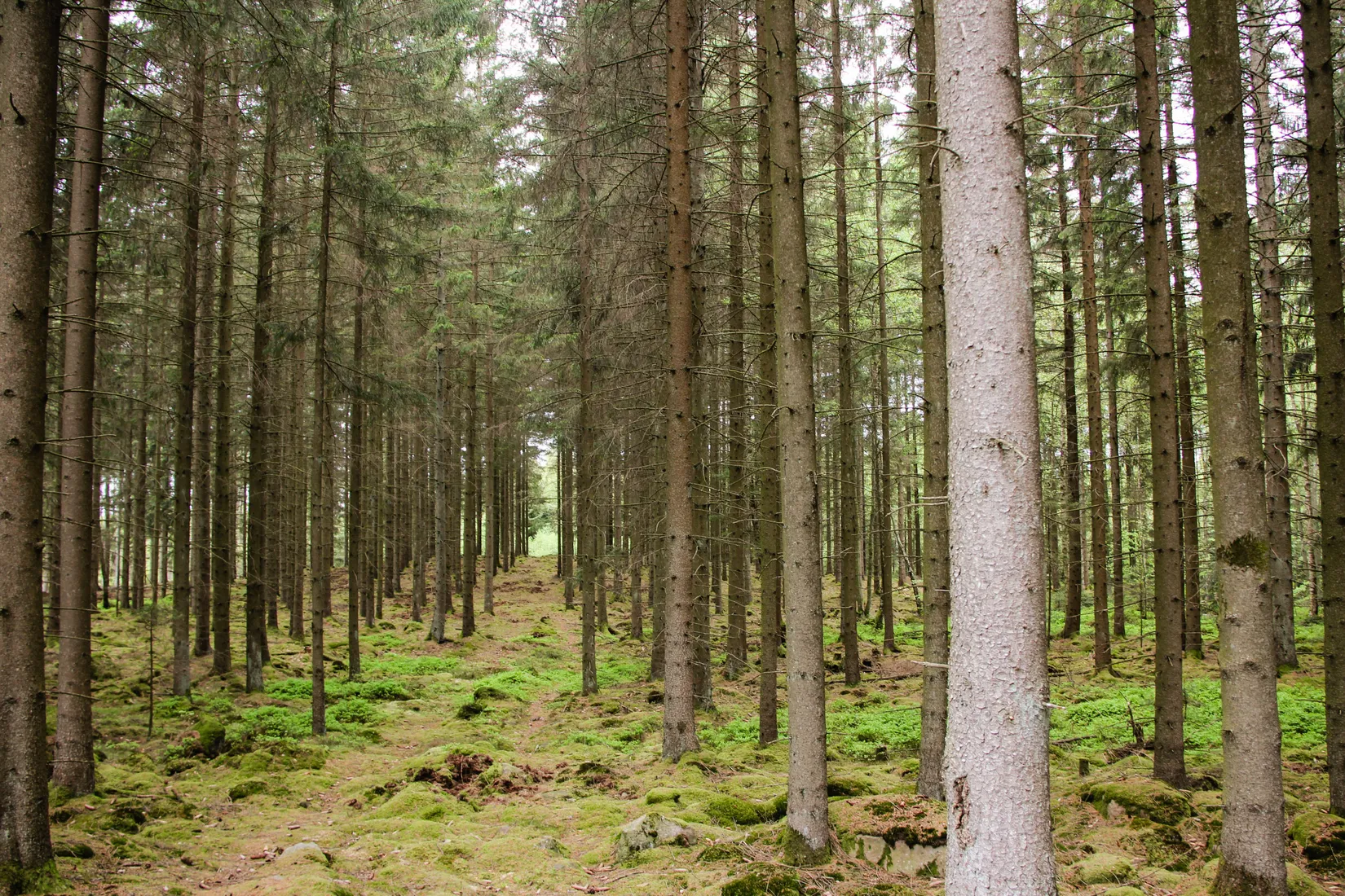 Gård/Skog, Torastorpsvägen 240, Linderöd, Kristianstad