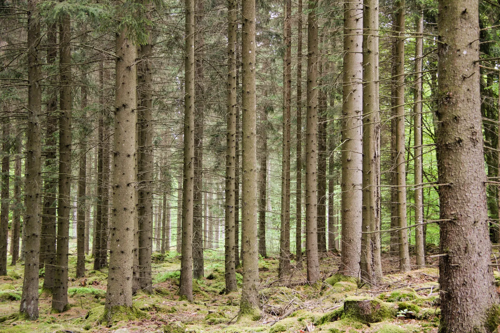 Gård/Skog, Torastorpsvägen 240, Linderöd, Kristianstad