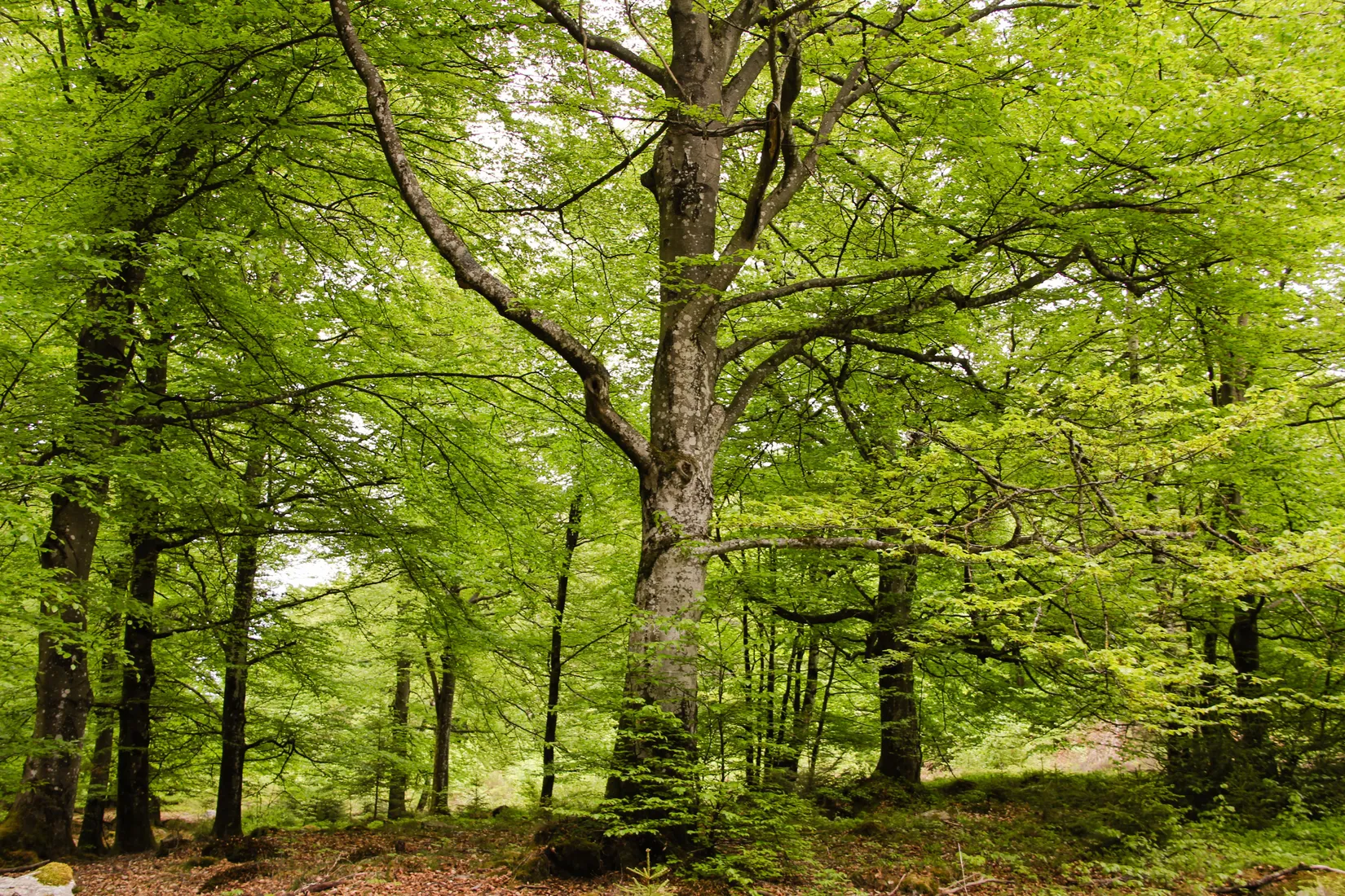 Gård/Skog, Torastorpsvägen 240, Linderöd, Kristianstad