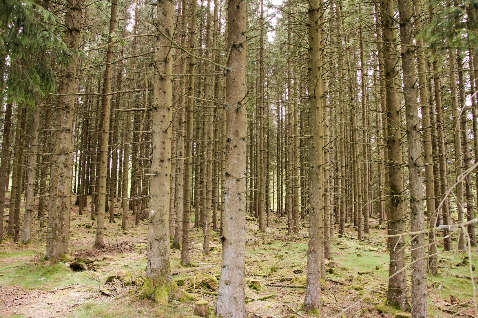 Gård/Skog, Torastorpsvägen 240, Linderöd, Kristianstad