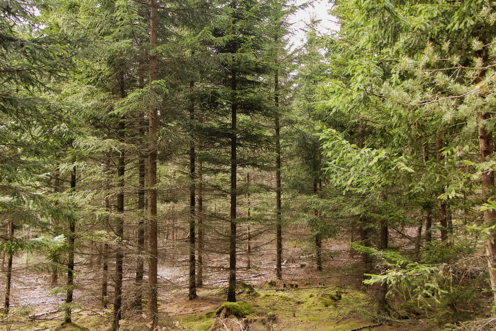 Gård/Skog, Torastorpsvägen 240, Linderöd, Kristianstad