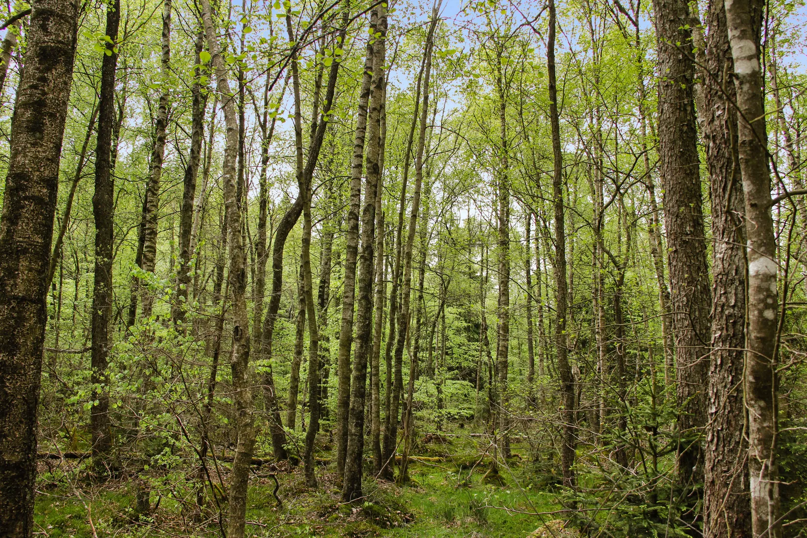 Gård/Skog, Torastorpsvägen 240, Linderöd, Kristianstad