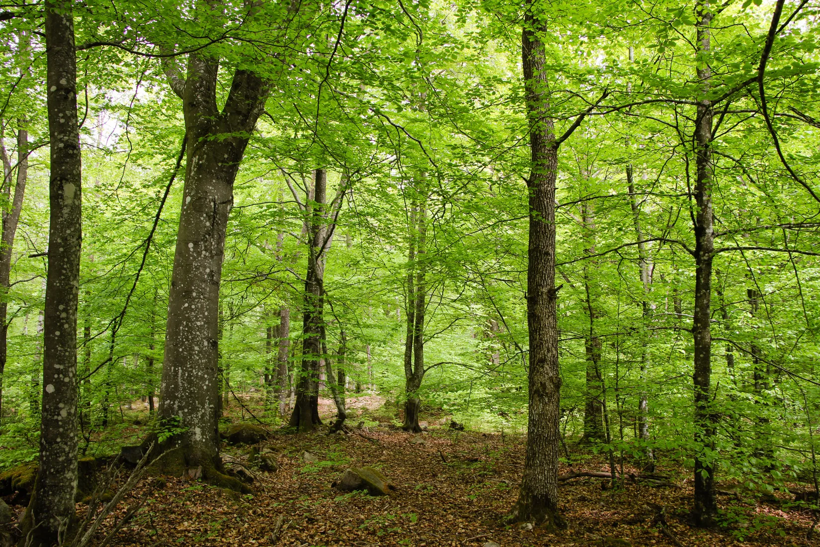 Gård/Skog, Torastorpsvägen 240, Linderöd, Kristianstad