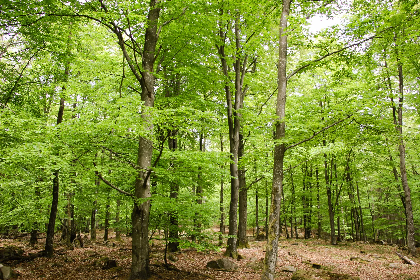 Gård/Skog, Torastorpsvägen 240, Linderöd, Kristianstad