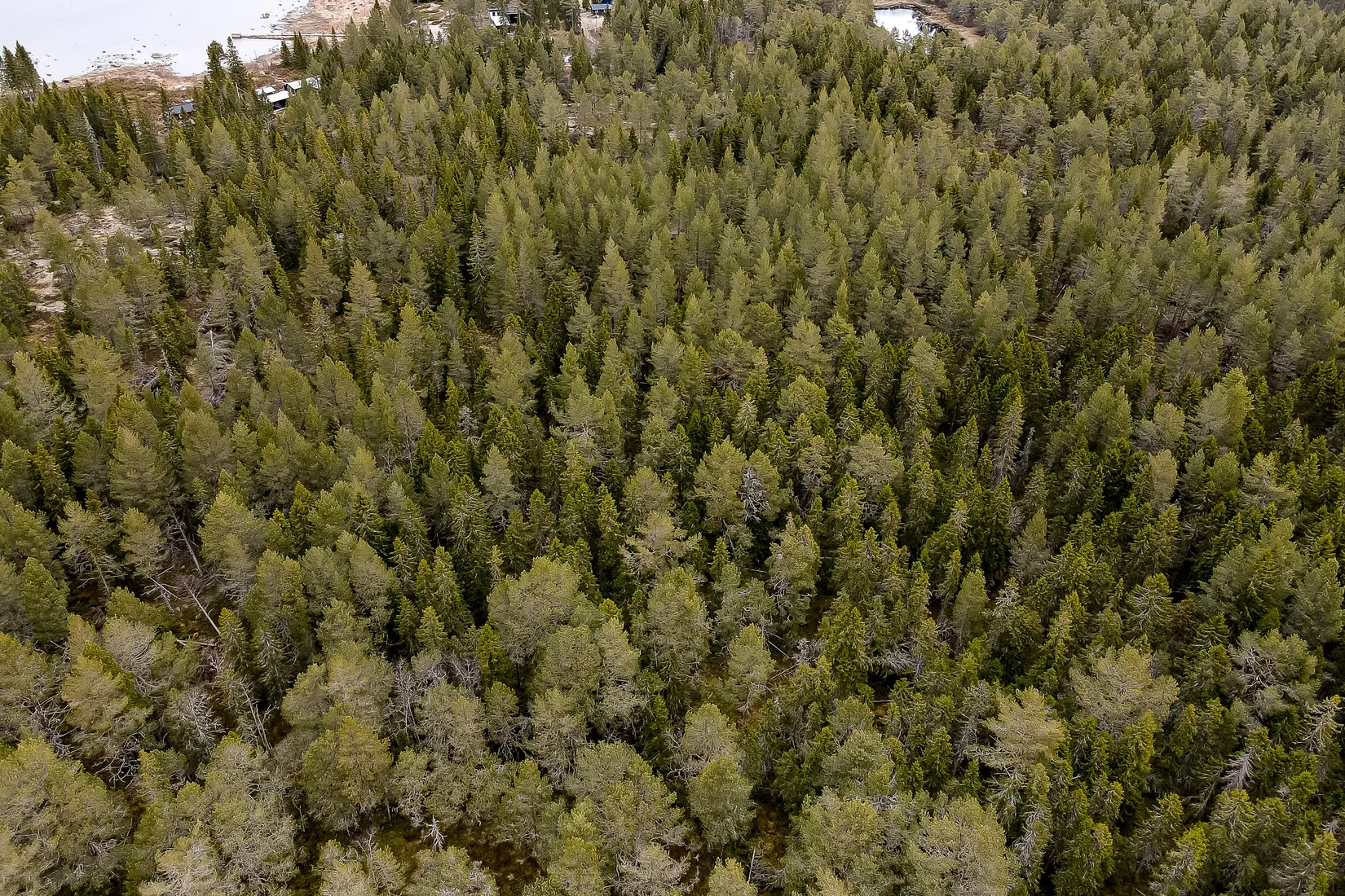 Gård/Skog, UMEÅ HOLMÖN 7:16, Umeå