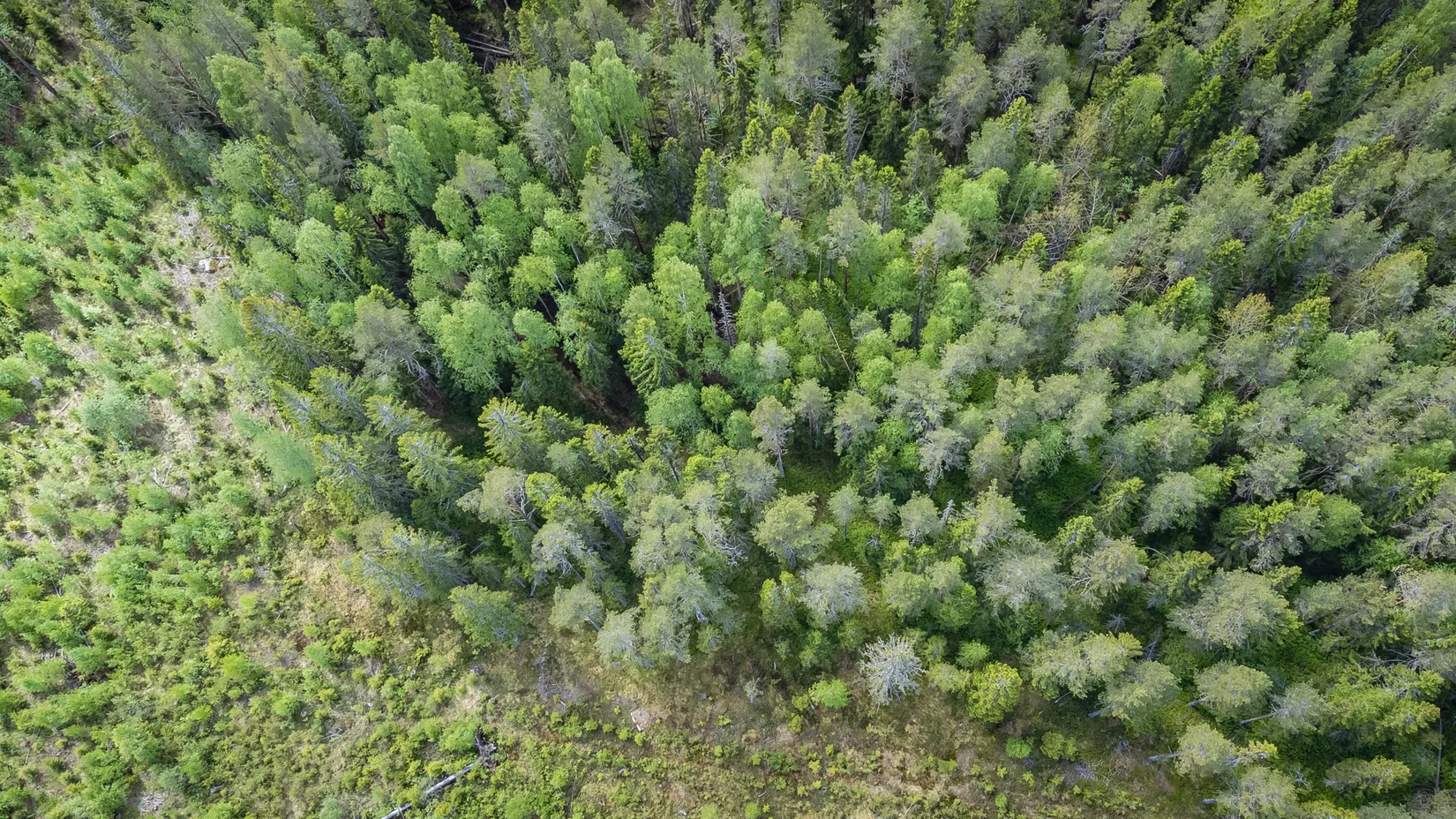 Gård/Skog, Norrkrånge 113, Timrå