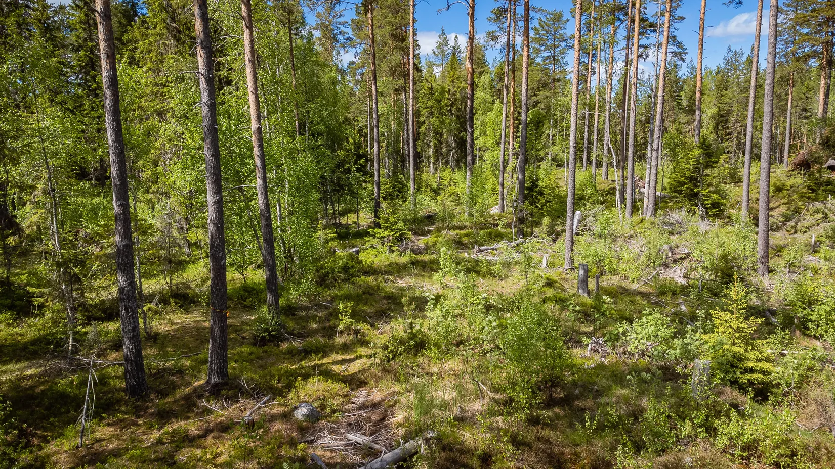 Gård/Skog, Norrkrånge 113, Timrå