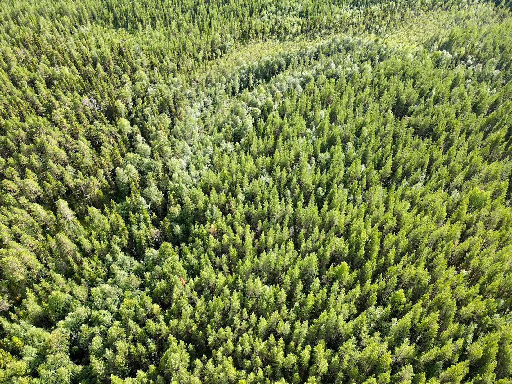 Gård/Skog, STORUMAN BASTUTRÄSK 6:7, Storuman