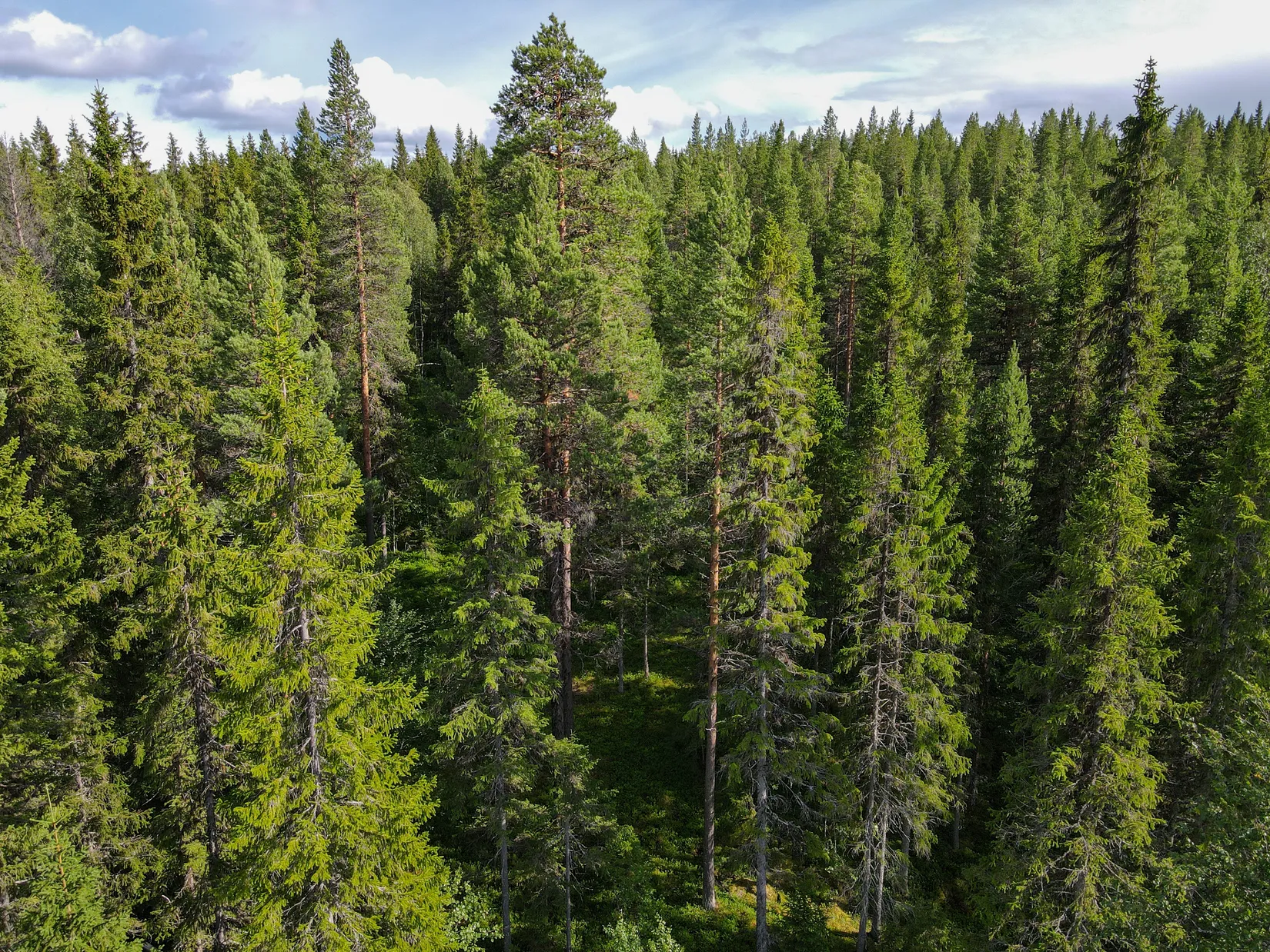 Gård/Skog, STORUMAN BASTUTRÄSK 6:7, Storuman