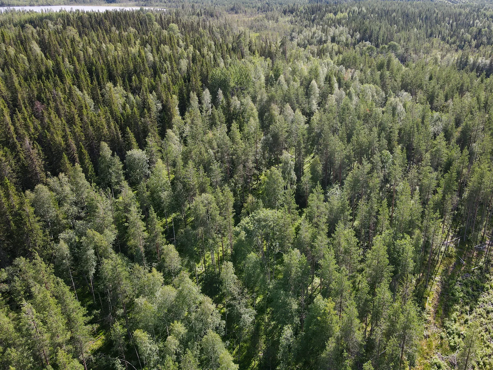 Gård/Skog, STORUMAN BASTUTRÄSK 6:7, Storuman