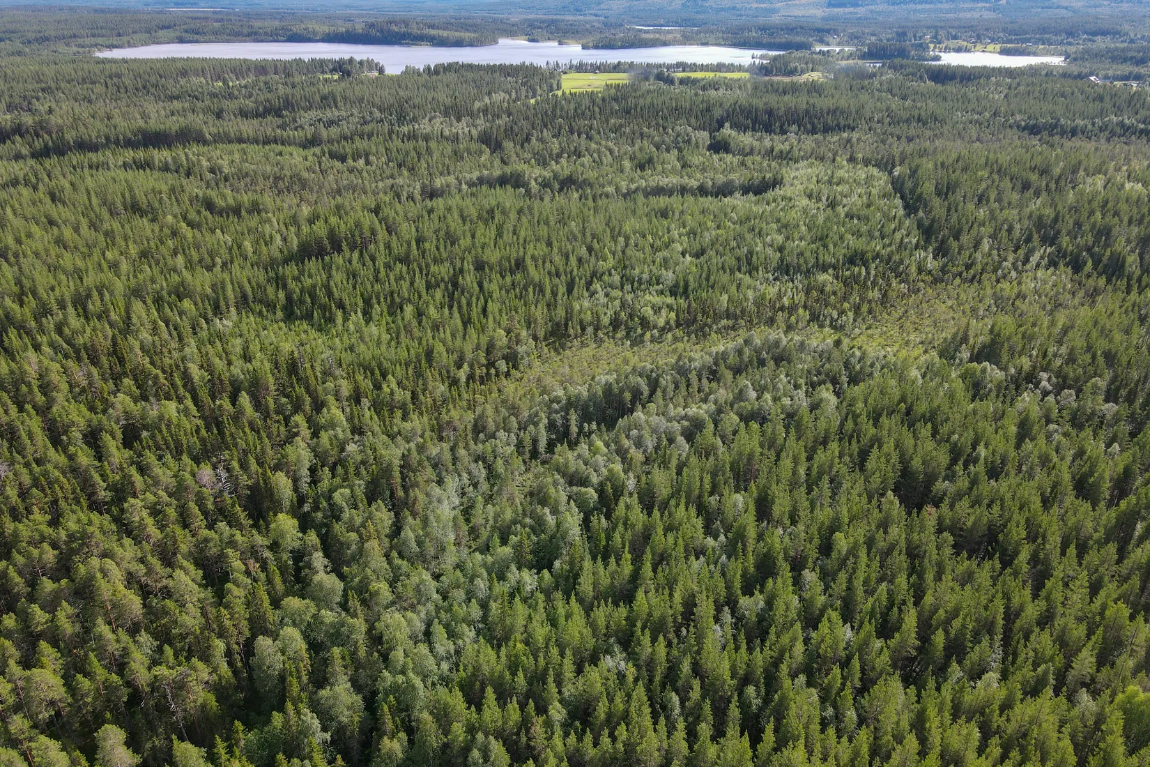 Gård/Skog, STORUMAN BASTUTRÄSK 6:7, Storuman