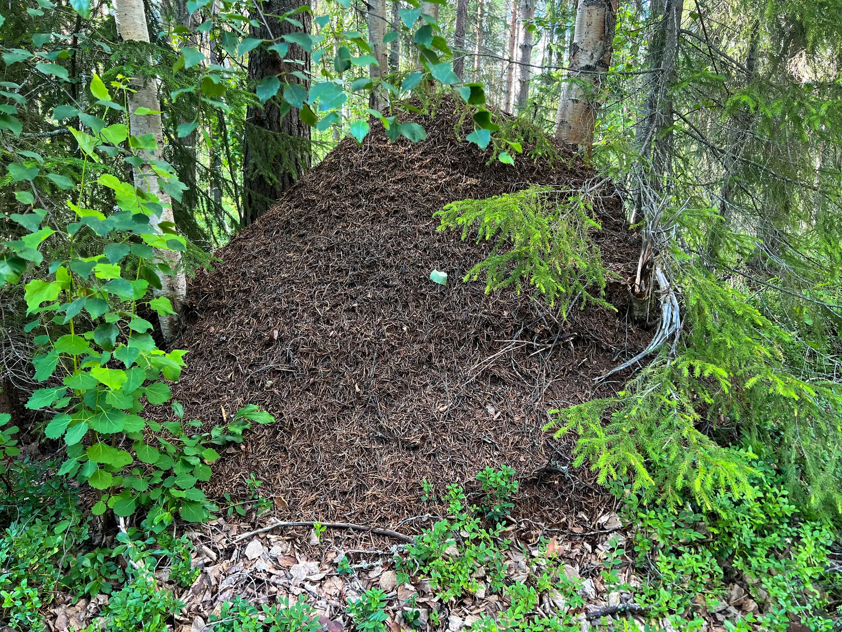 Gård/Skog, STORUMAN BASTUTRÄSK 6:7, Storuman
