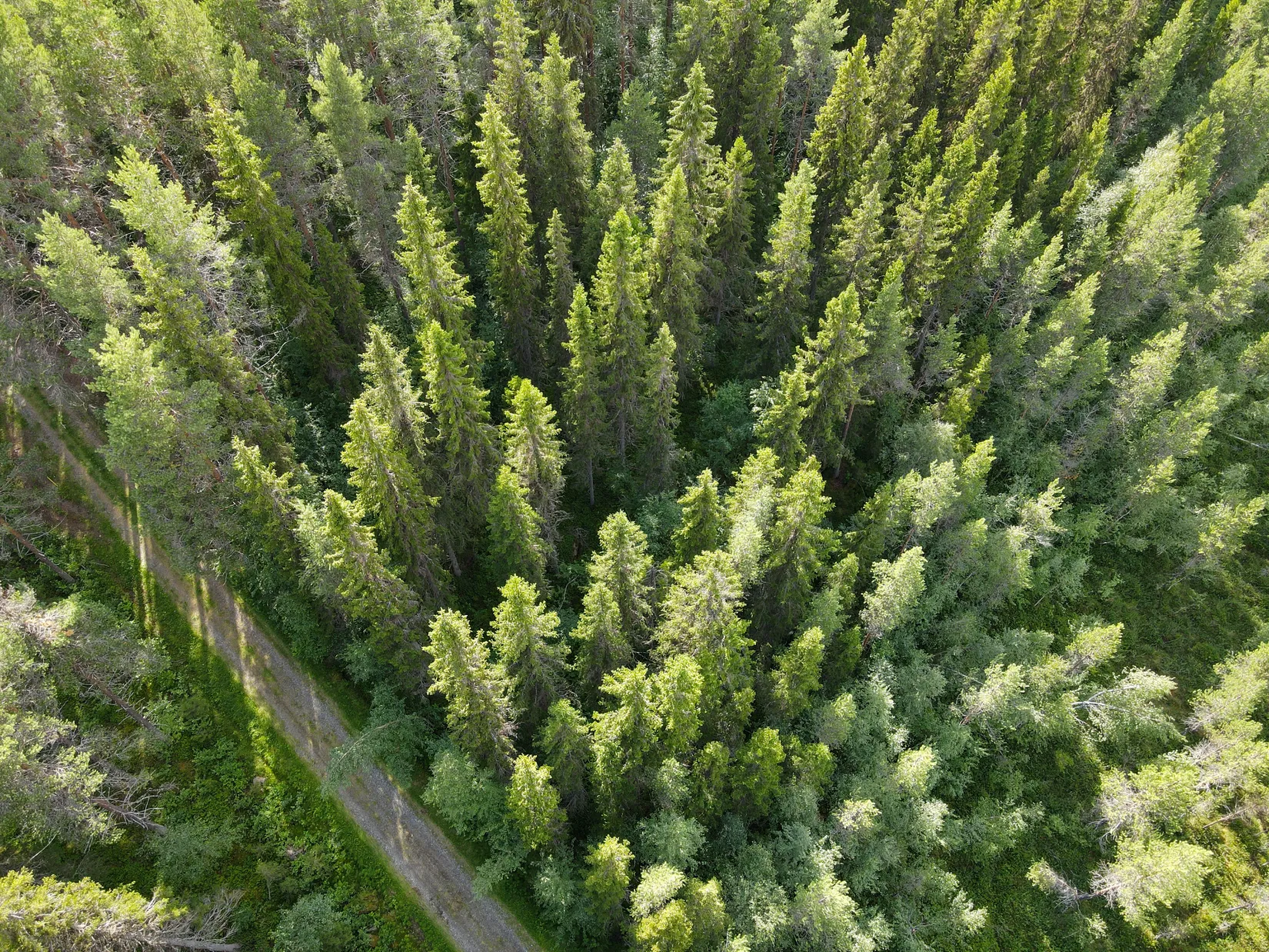 Gård/Skog, STORUMAN BASTUTRÄSK 6:7, Storuman