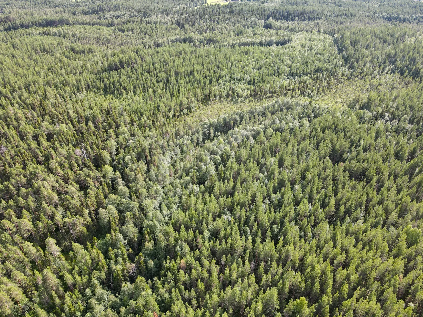 Gård/Skog, STORUMAN BASTUTRÄSK 6:7, Storuman