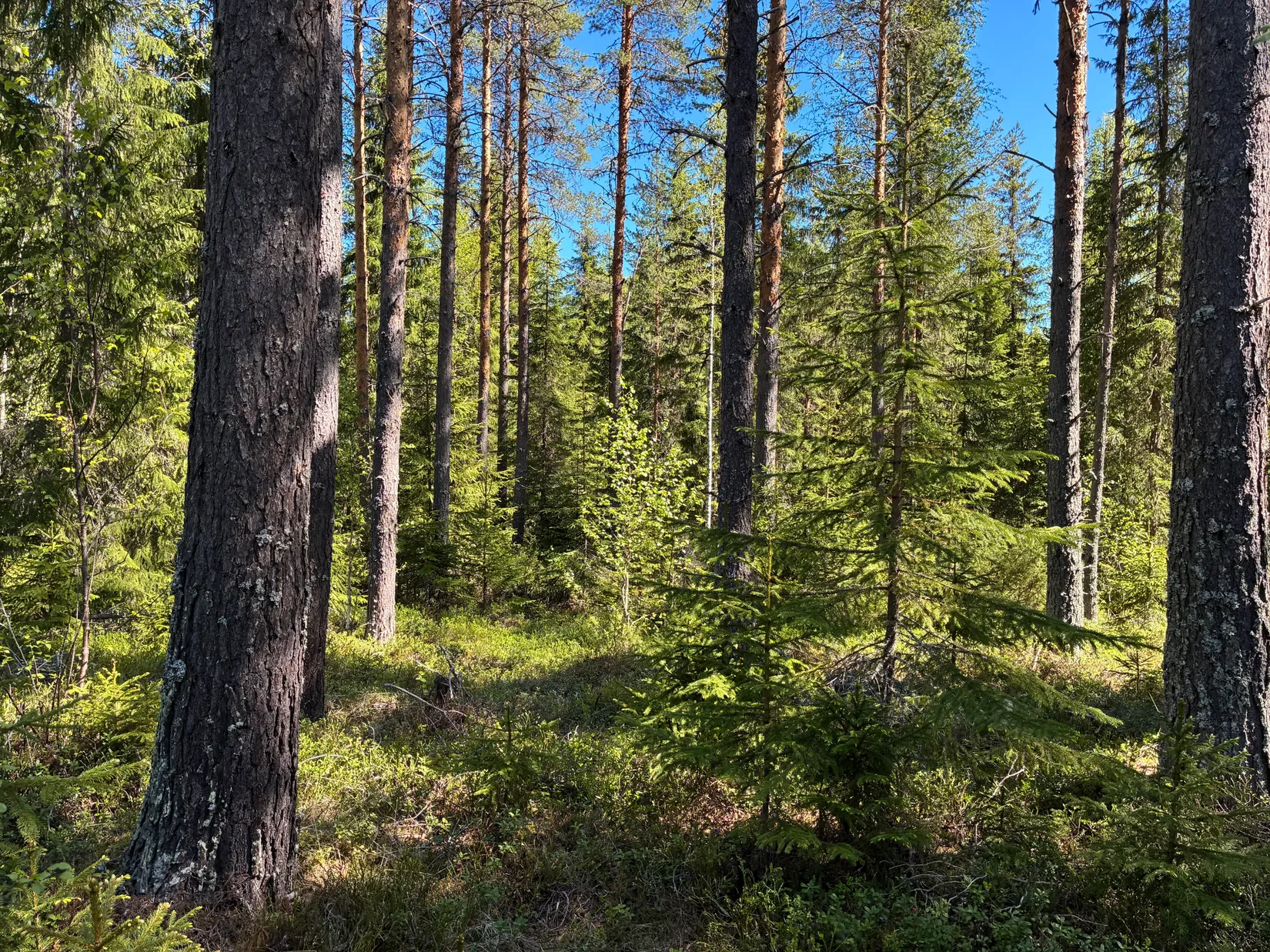 Gård/Skog, ROBERTSFORS STORRÖDNINGSBERG 1:5, Robertsfors