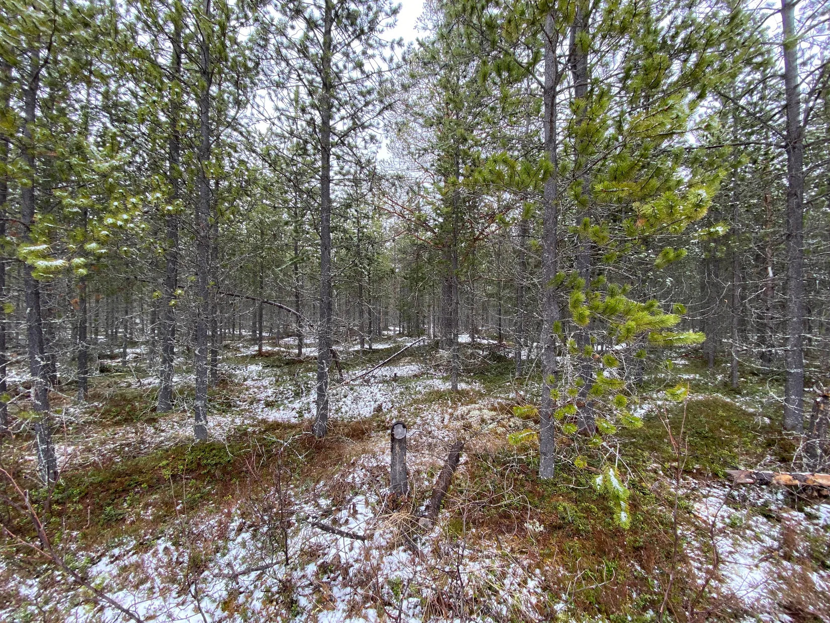 Gård/Skog, Storbäcken, Storbäcken, Älvdalen