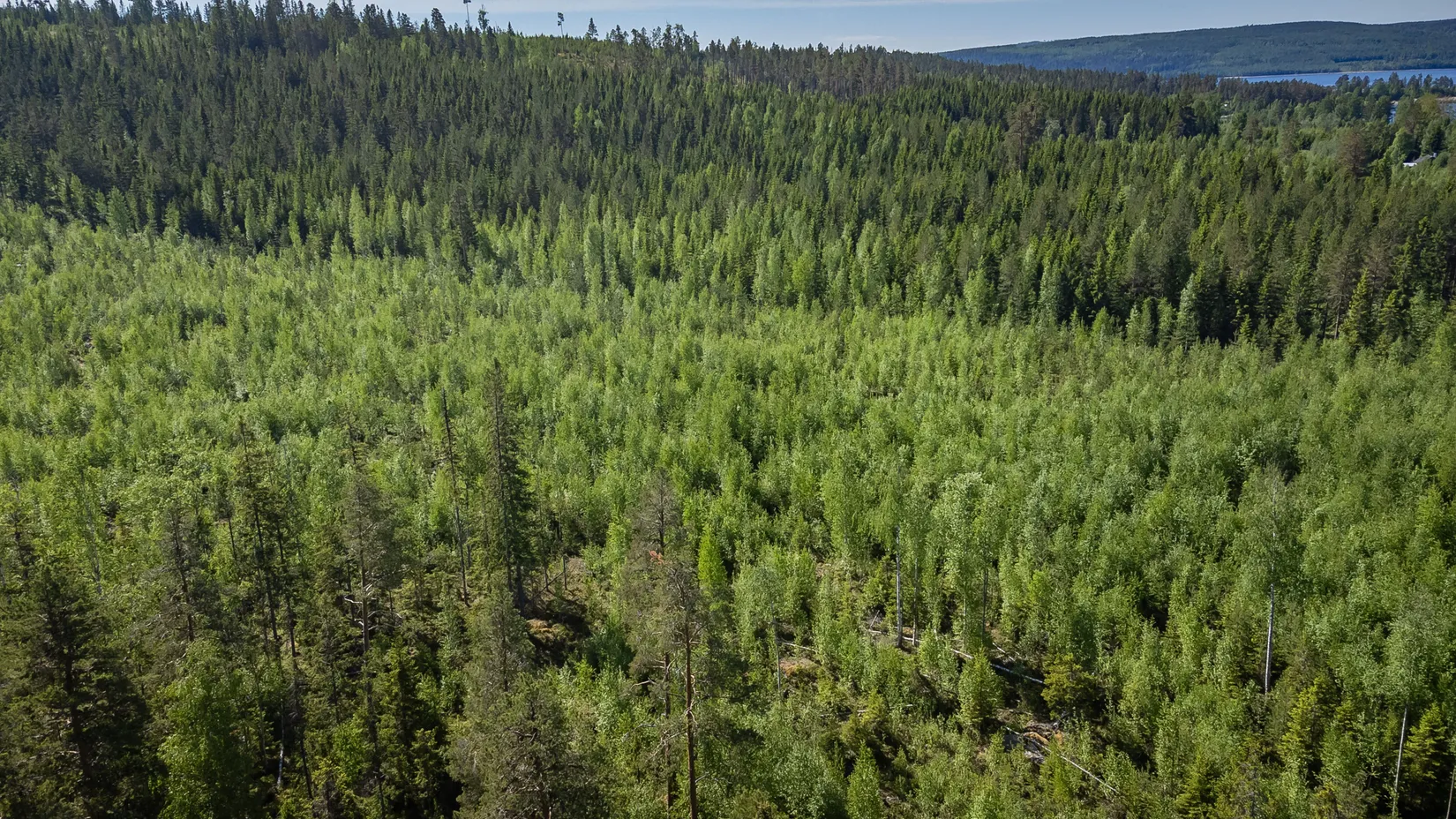 Gård/Skog, Del av ÅNGE LERINGEN 1:97 (Skogen), Ånge